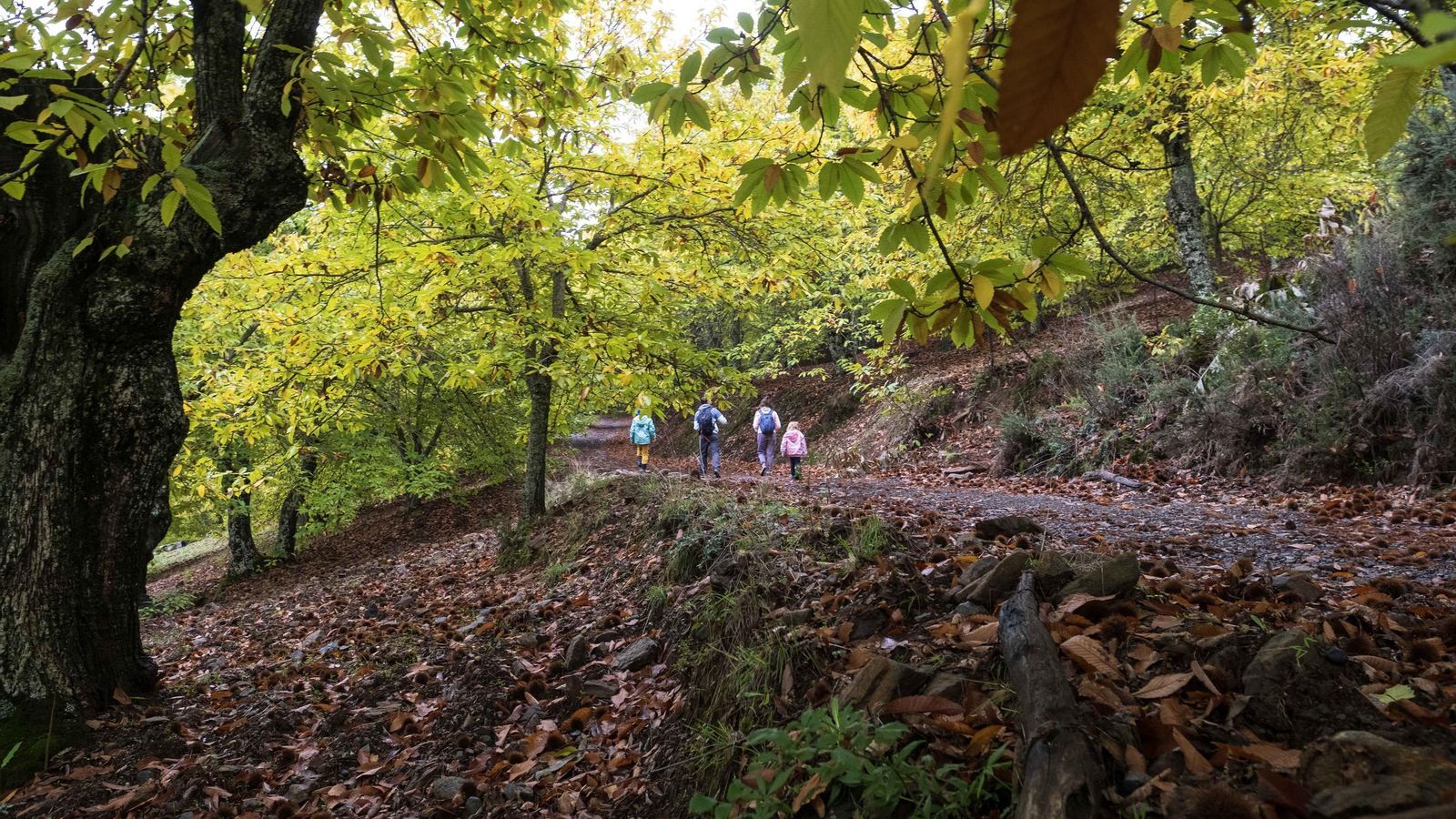 El Bosque de Cobre del Valle del Genal, en fotos