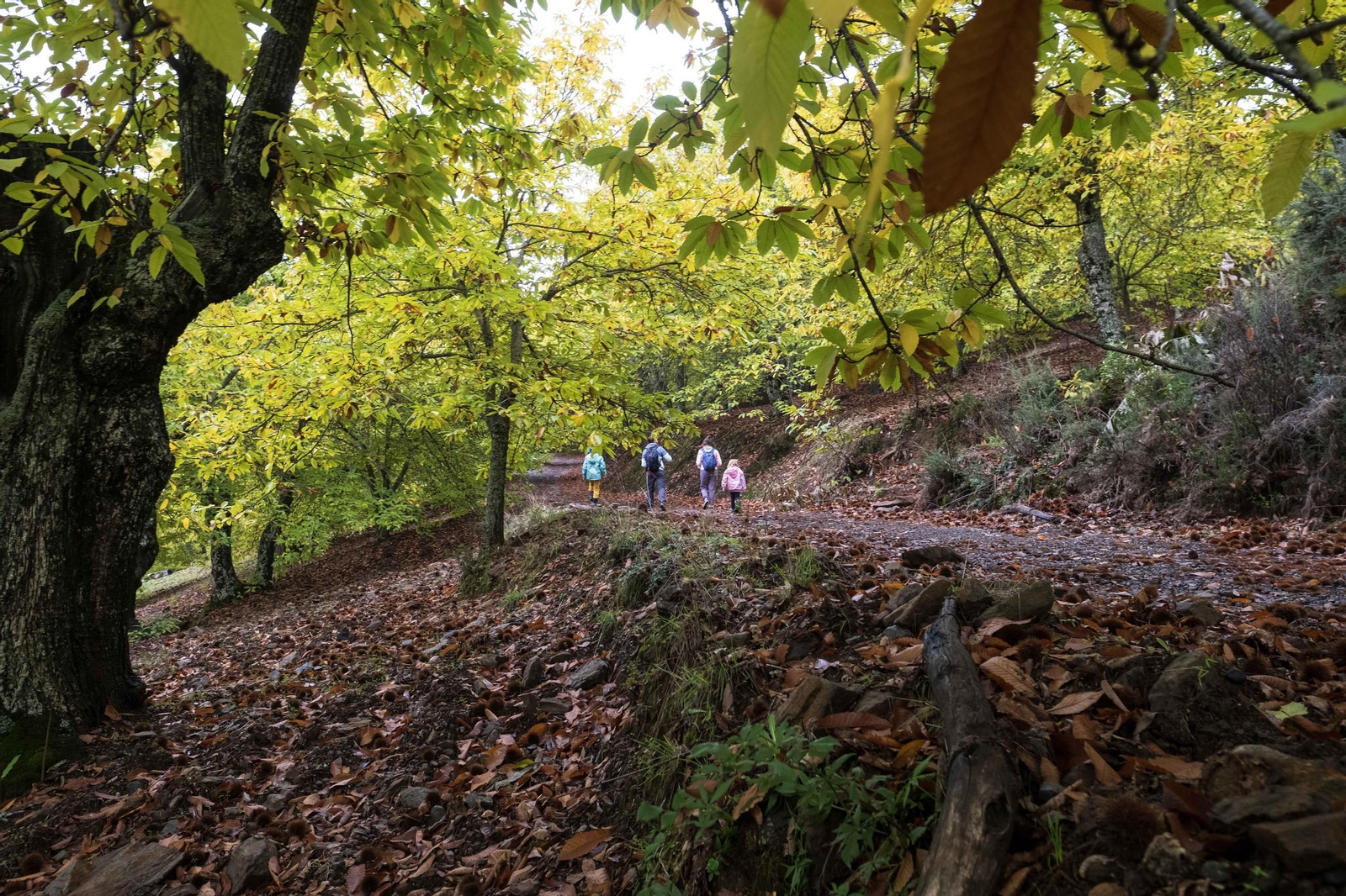 El Bosque de Cobre del Valle del Genal, en fotos