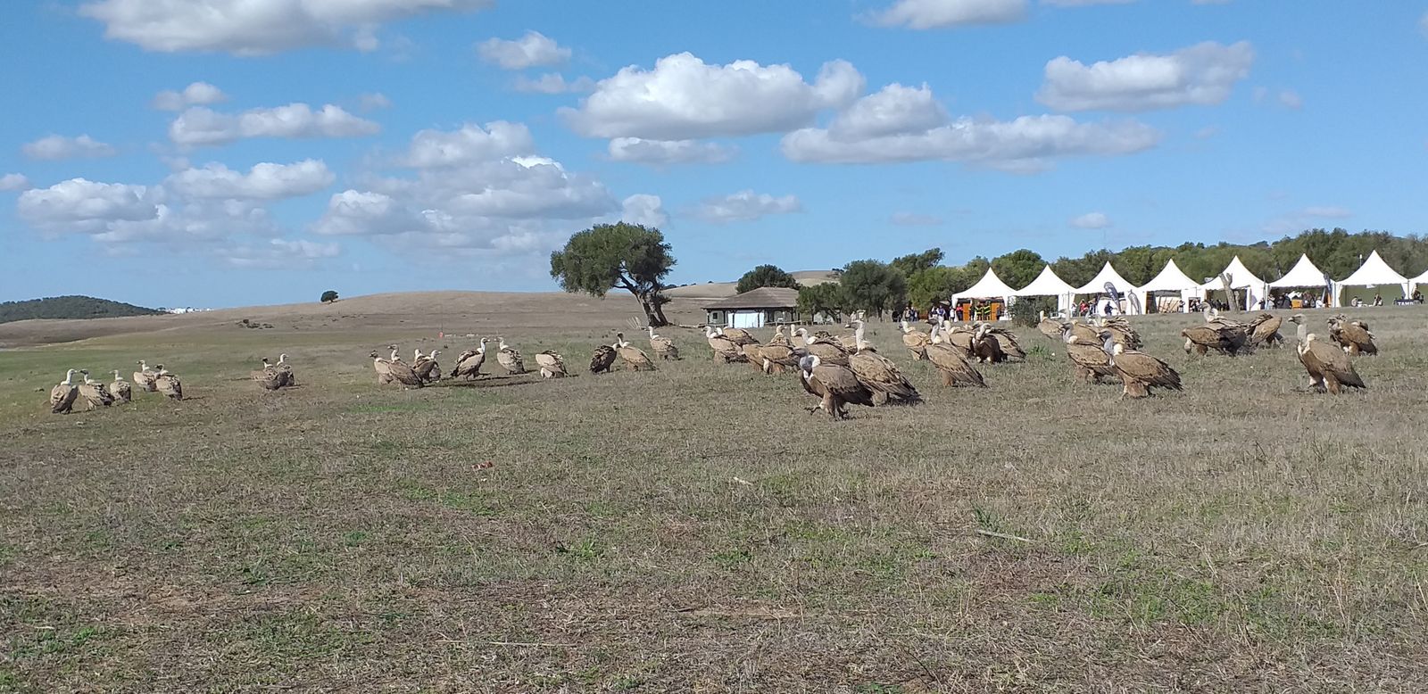 Una carroñada de buitres se prestó ayer para las primeras fotografías.
