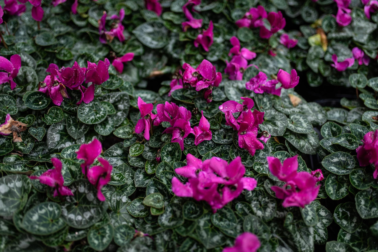 Visita al vivero municipal en imágenes