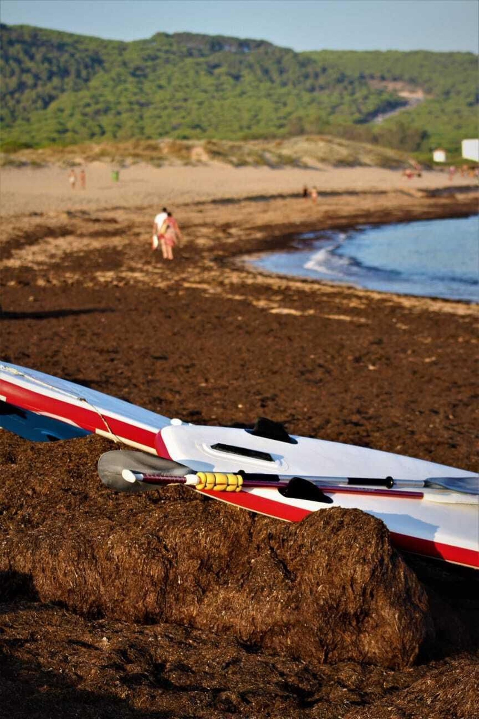 La playa de Los Caños de Meca, invadida por las algas