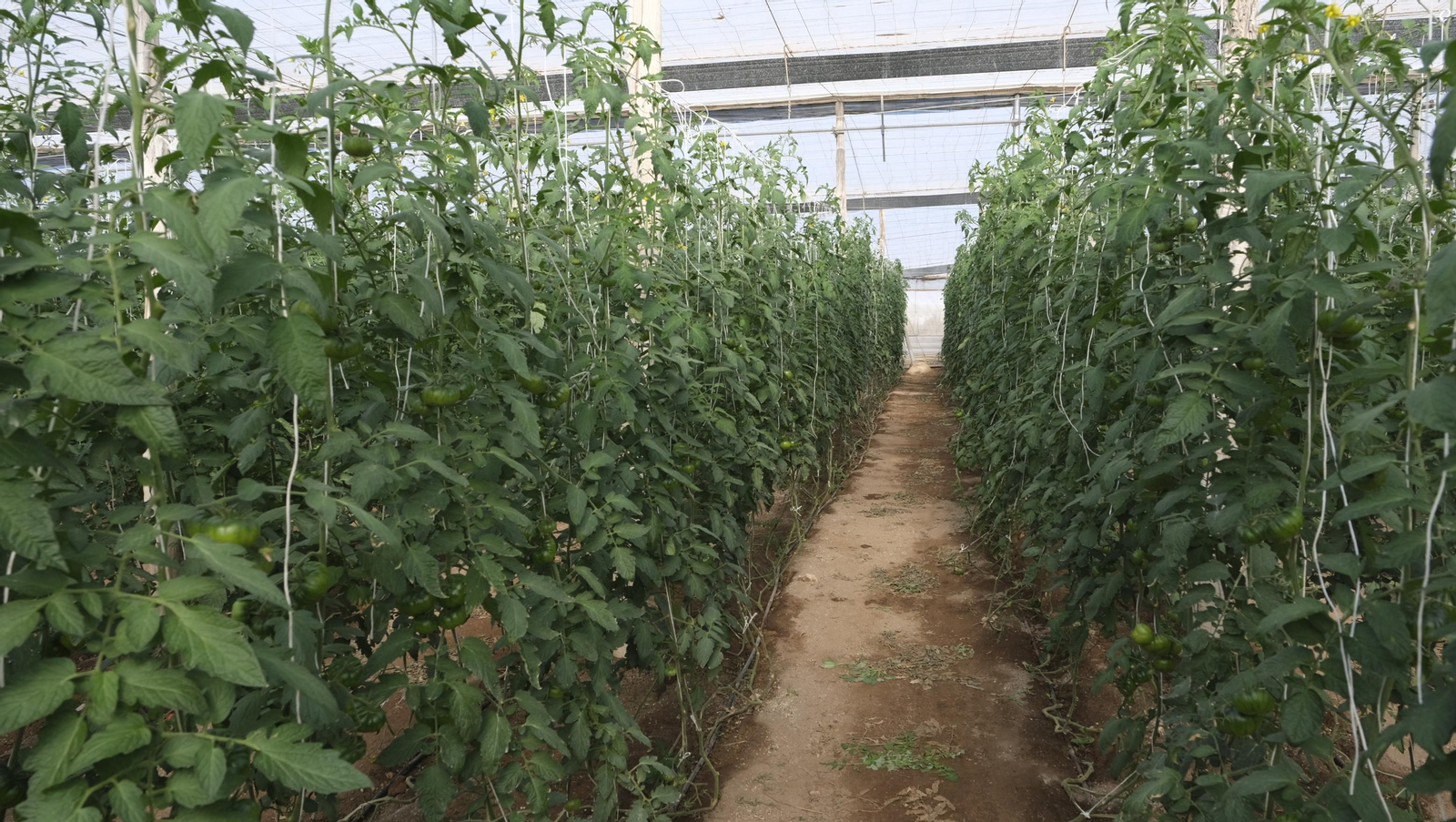 El auténtico Raf LoVargas