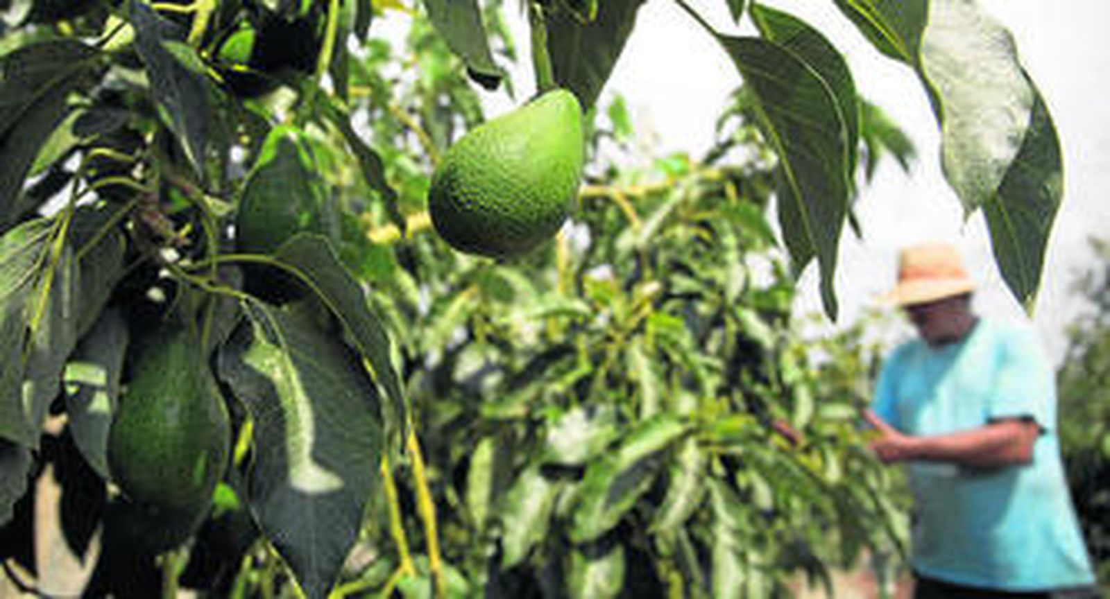 Árboles de aguacate.