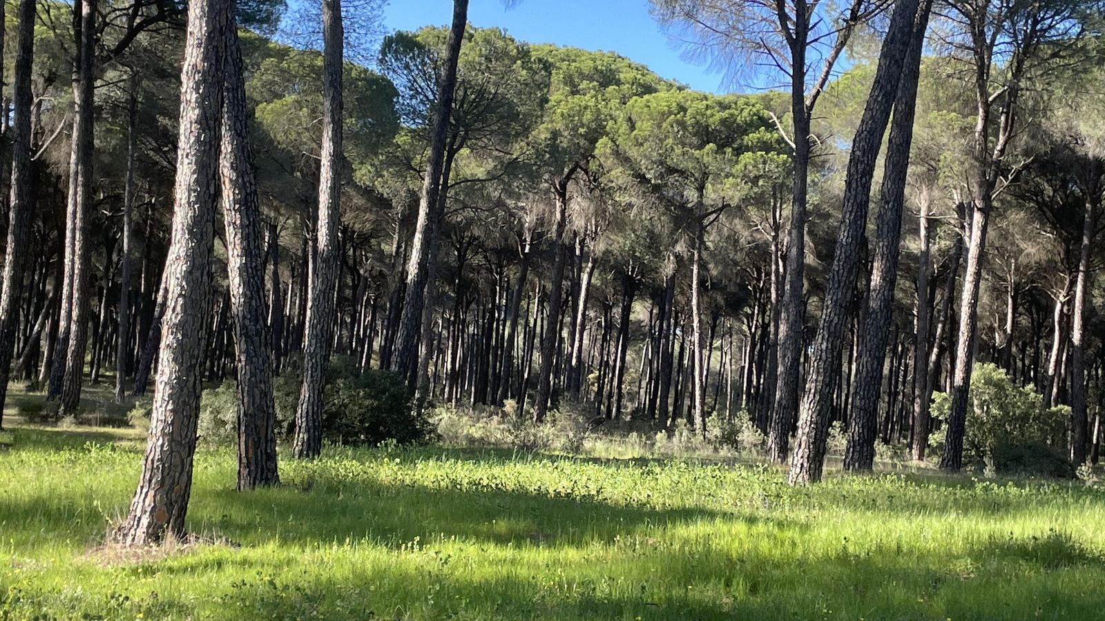 El monte y los bosques constituyen no solo un importante activo ambiental, sino una fuente de riqueza para la localidad de Hinojos.