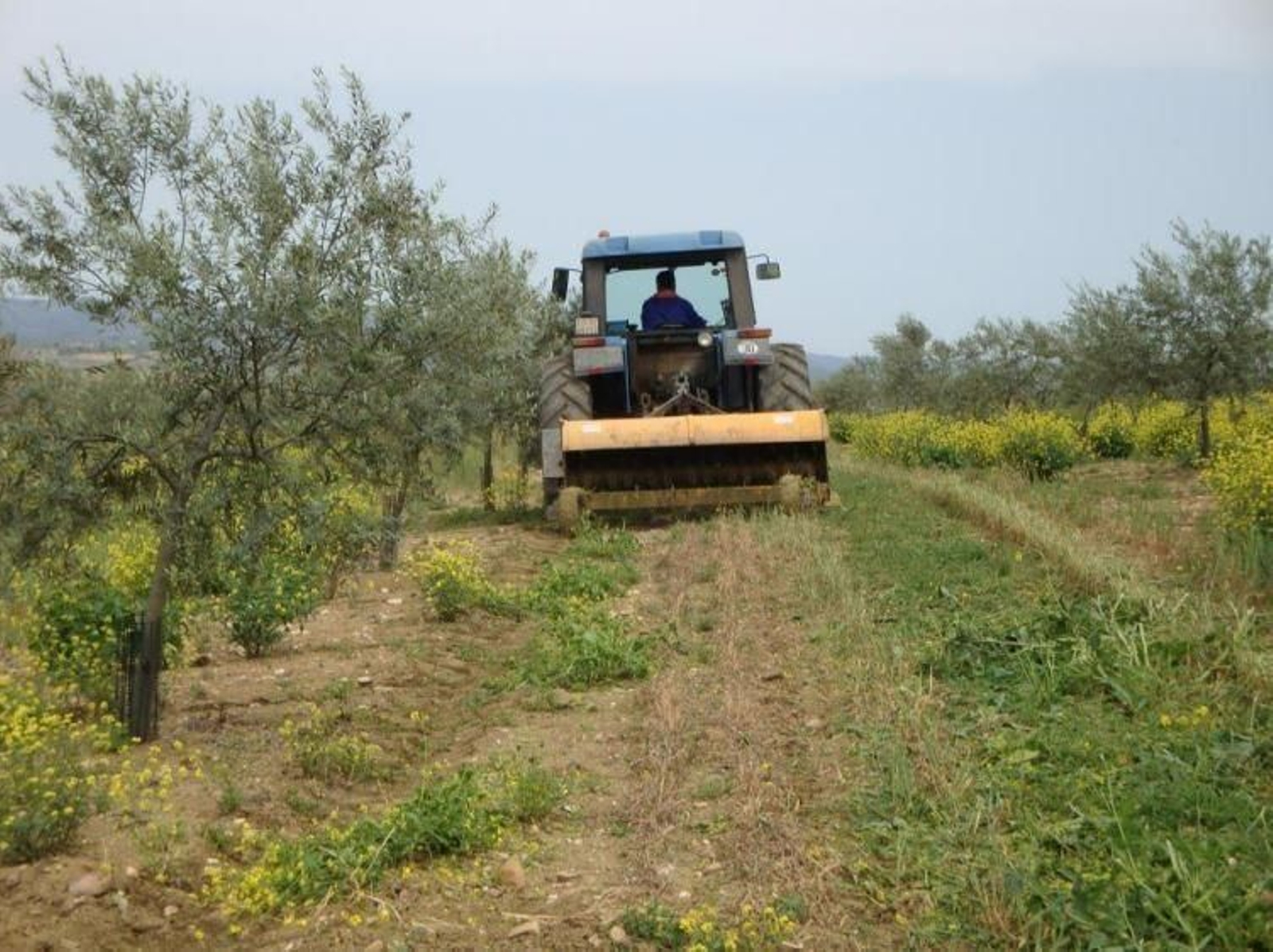 Un agricultor trabaja en su explotación