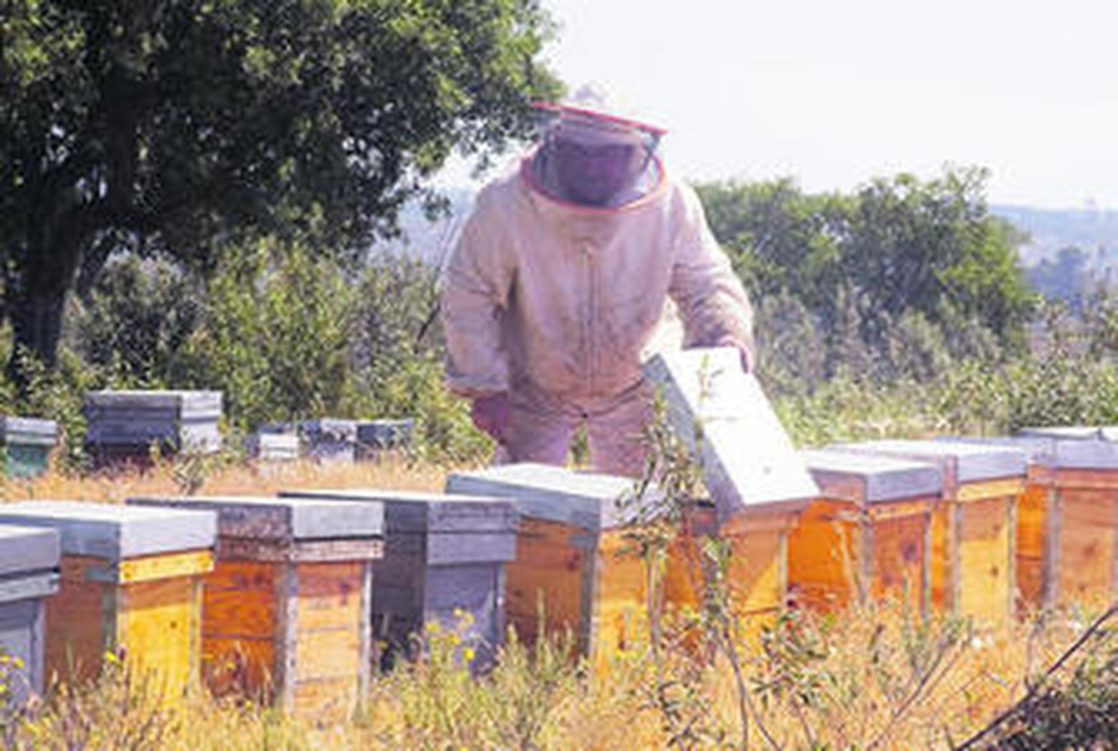 Un apicultor abre un cajetín.