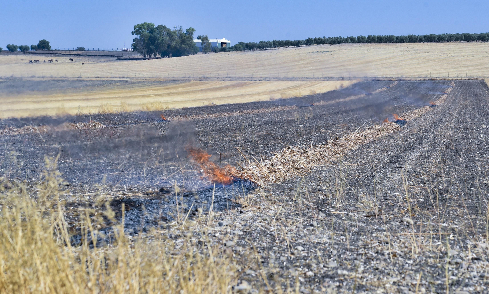 Fuentes de Andalucía, en imágenes