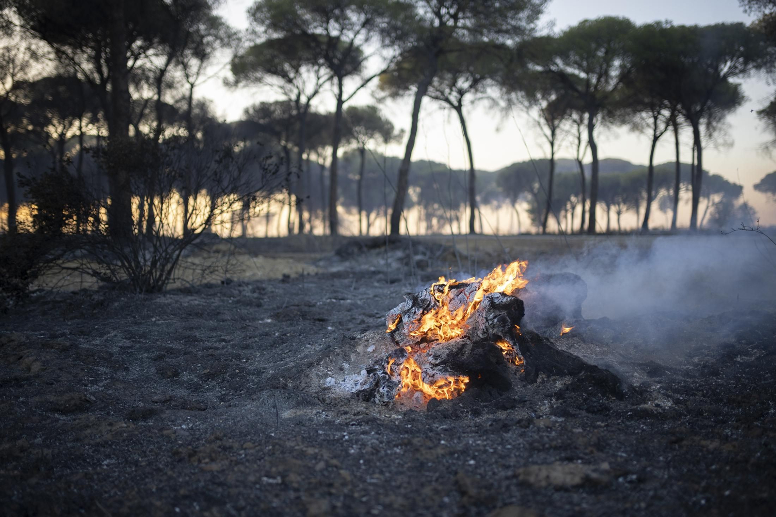 Imágenes del incendio de Bonares