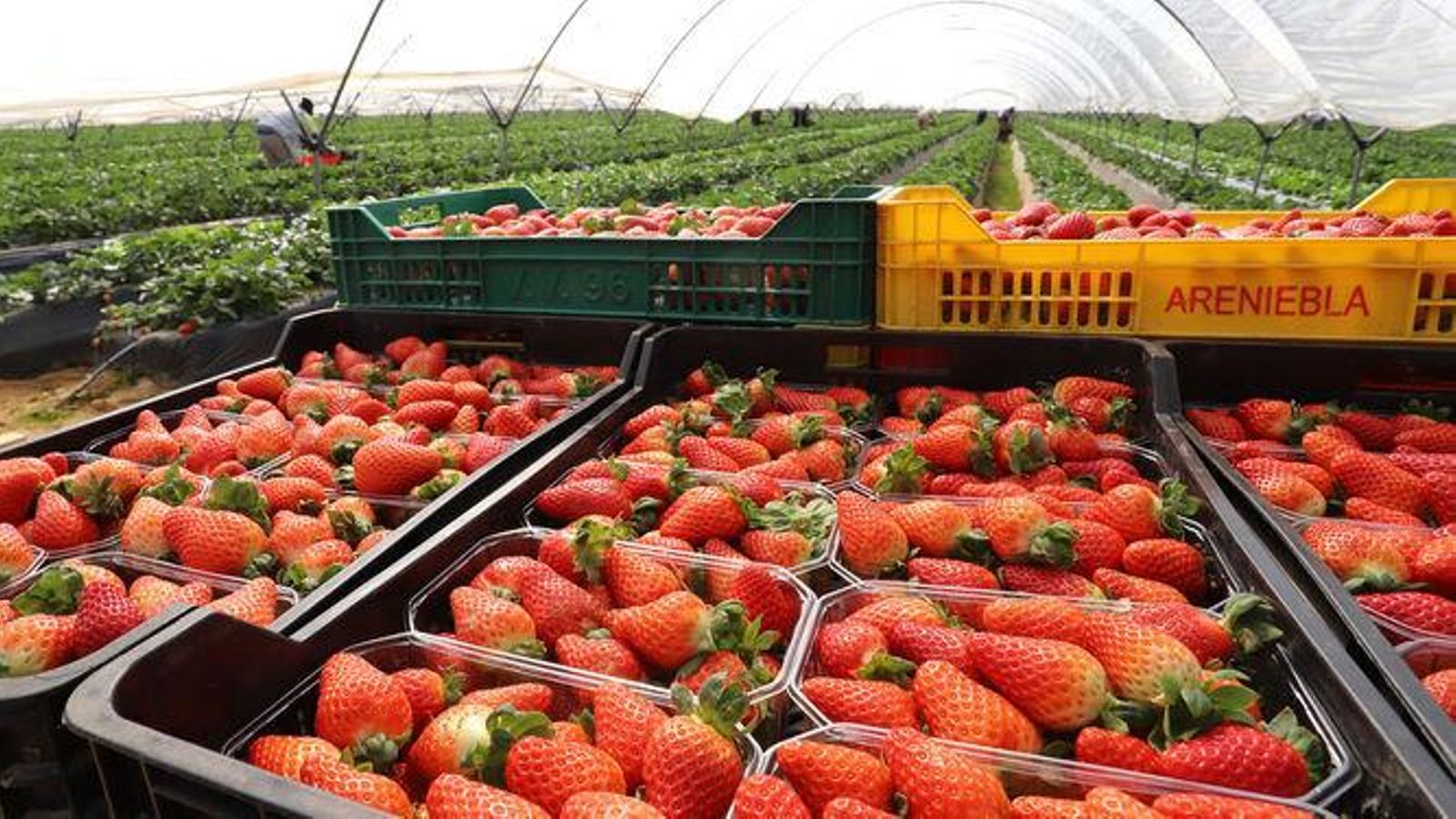 Fresas recolectadas en una de las fincas productoras de Huelva. Fresas recolectadas en una de las fincas productoras de Huelva.