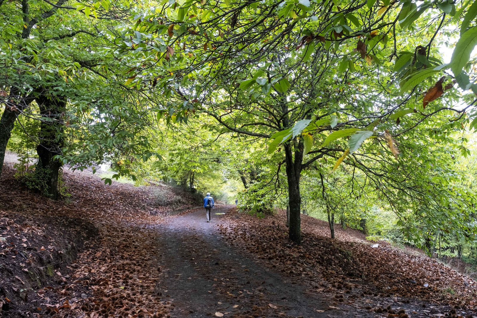 El Bosque de Cobre del Valle del Genal, en fotos