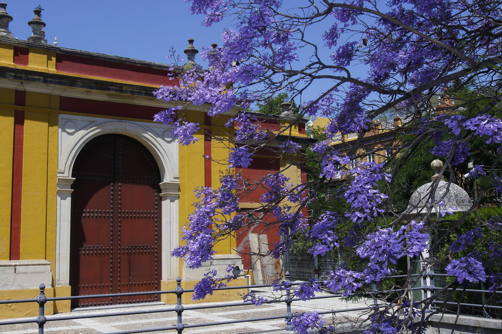 Las jacarandas tiñen Sevilla de morado