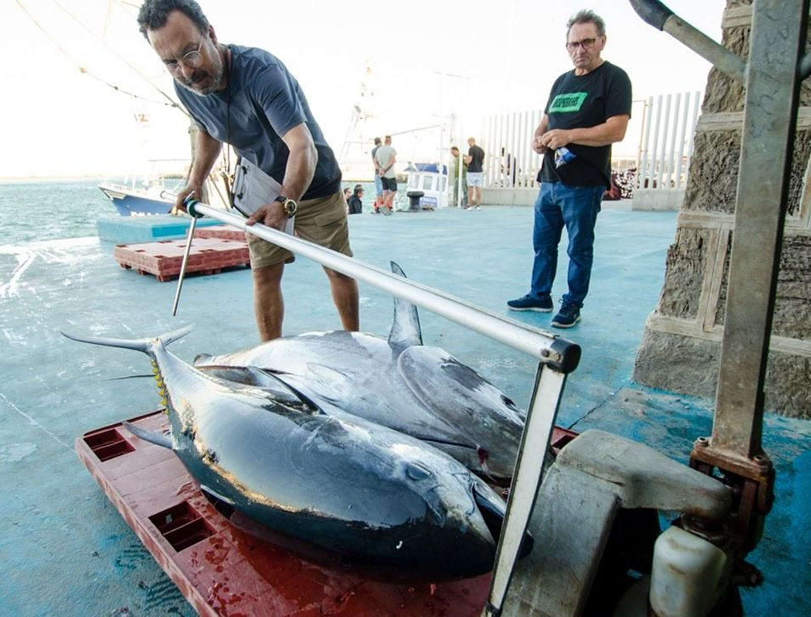 Medición atunes rojos tras su captura