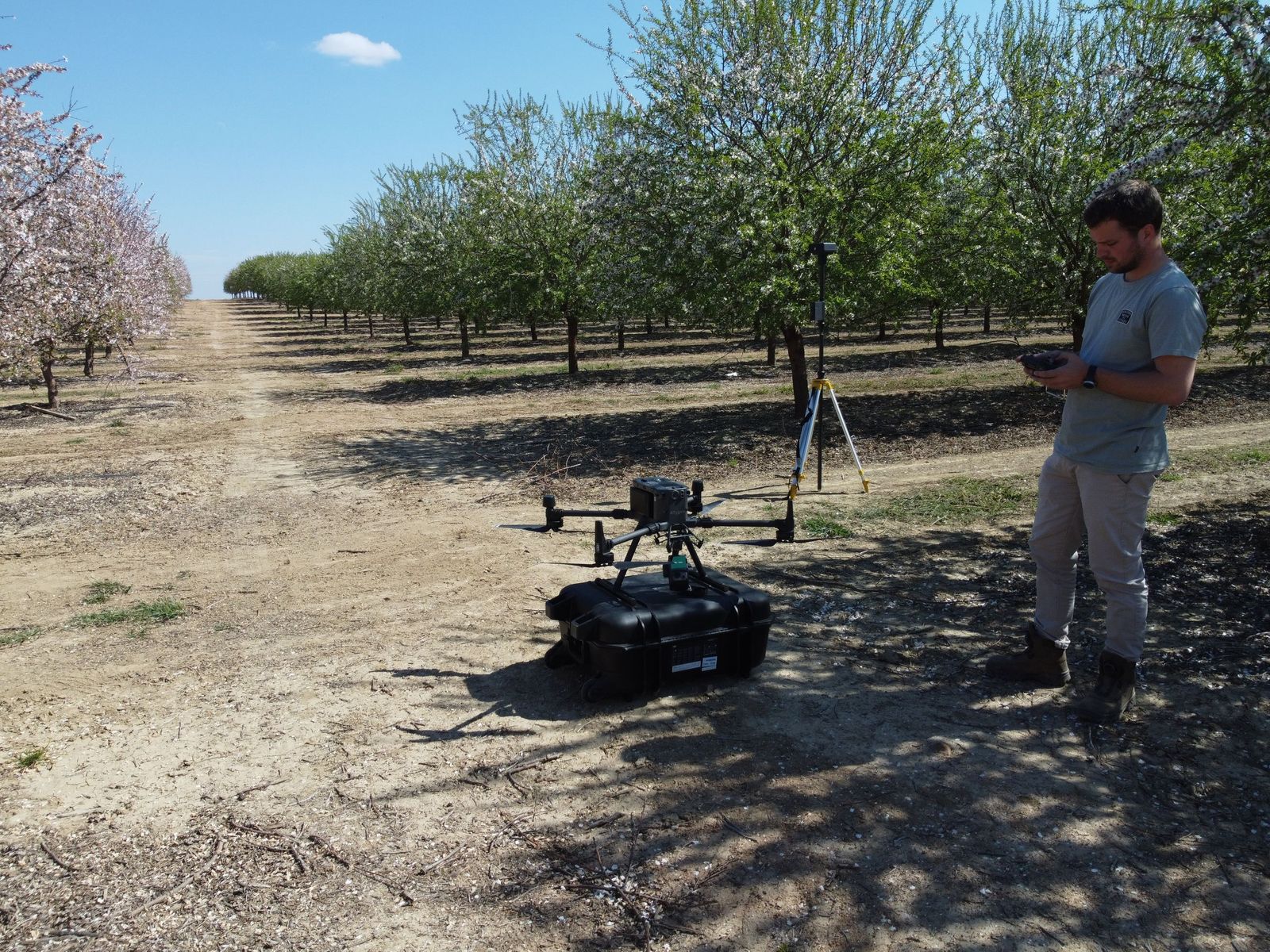 Un operario controla un dron para controlar los almendros.