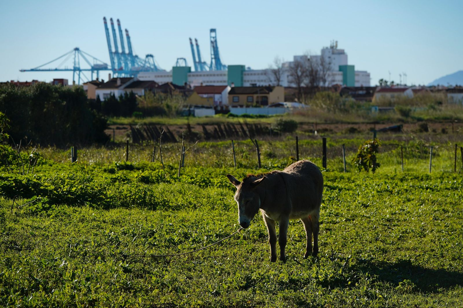 Fotos de la contaminación en el paraje natural marismas del Río Palmones