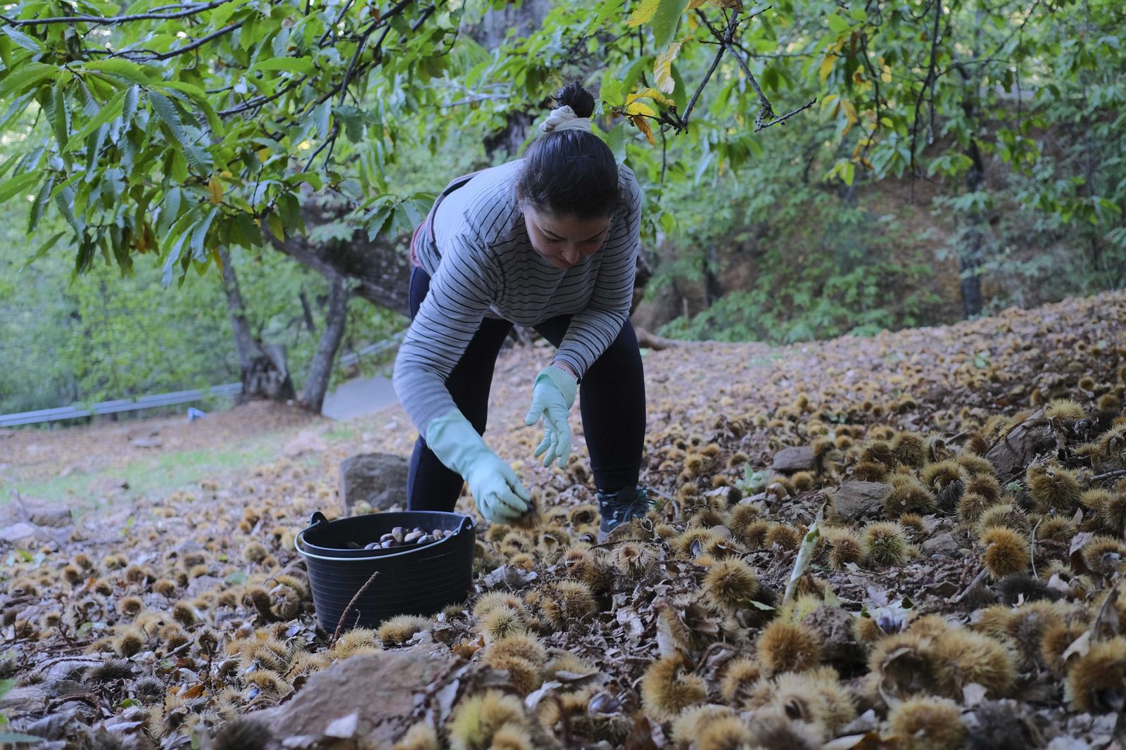 Cuadrillas en la recogida de castañas en el Valle del Genal