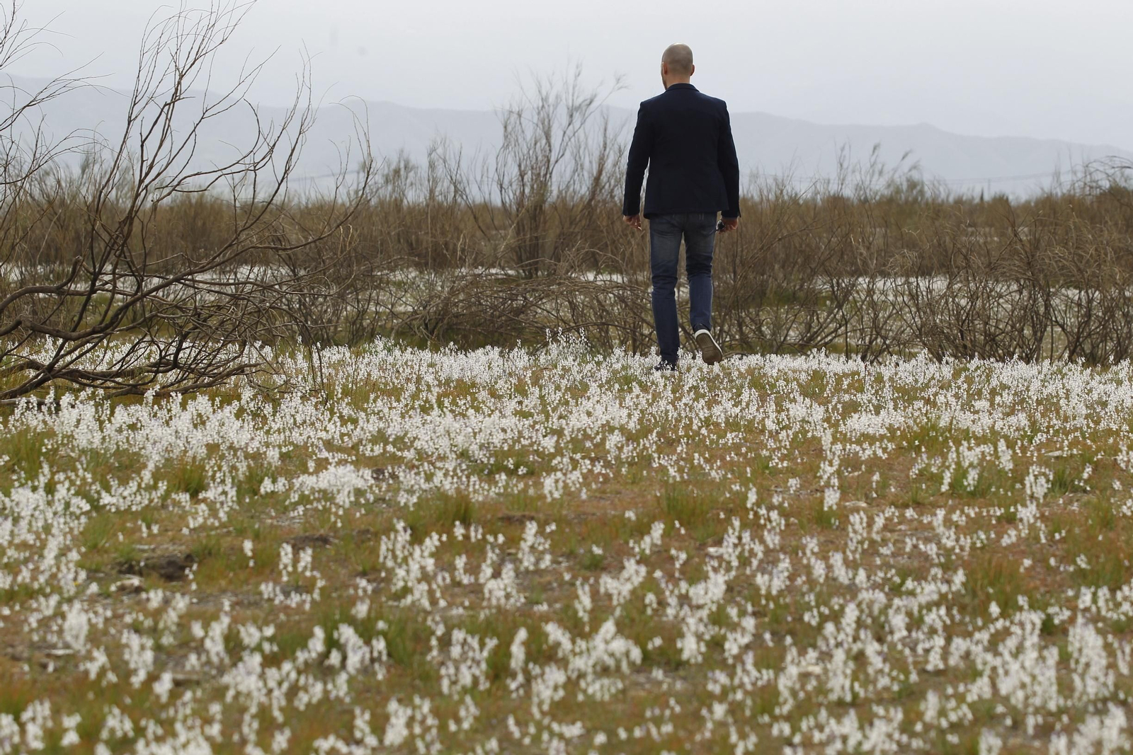 La primavera inunda el desierto