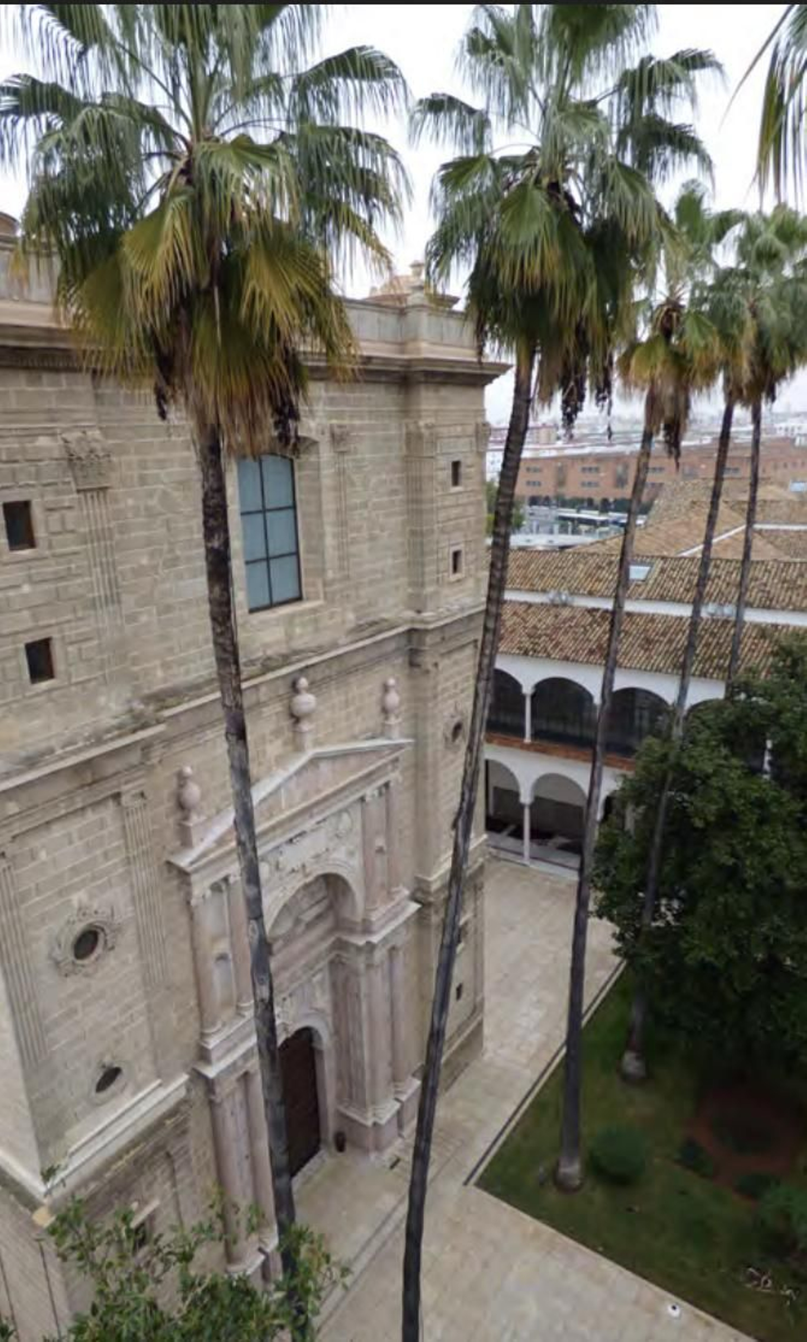 Los árboles más singulares del nuevo catálogo de Sevilla