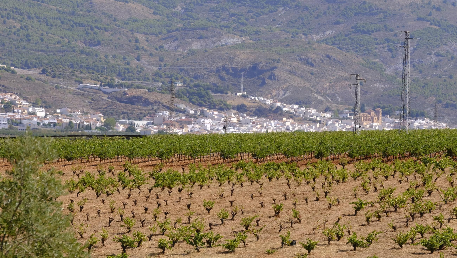 La vendimia en la Bodega Cortijo del Cura de Laujar, en imágenes