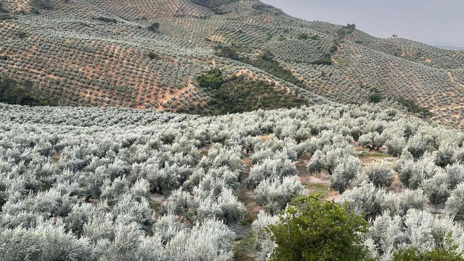 Zona 0. Olivar cubierto de blanco por el algodoncillo.