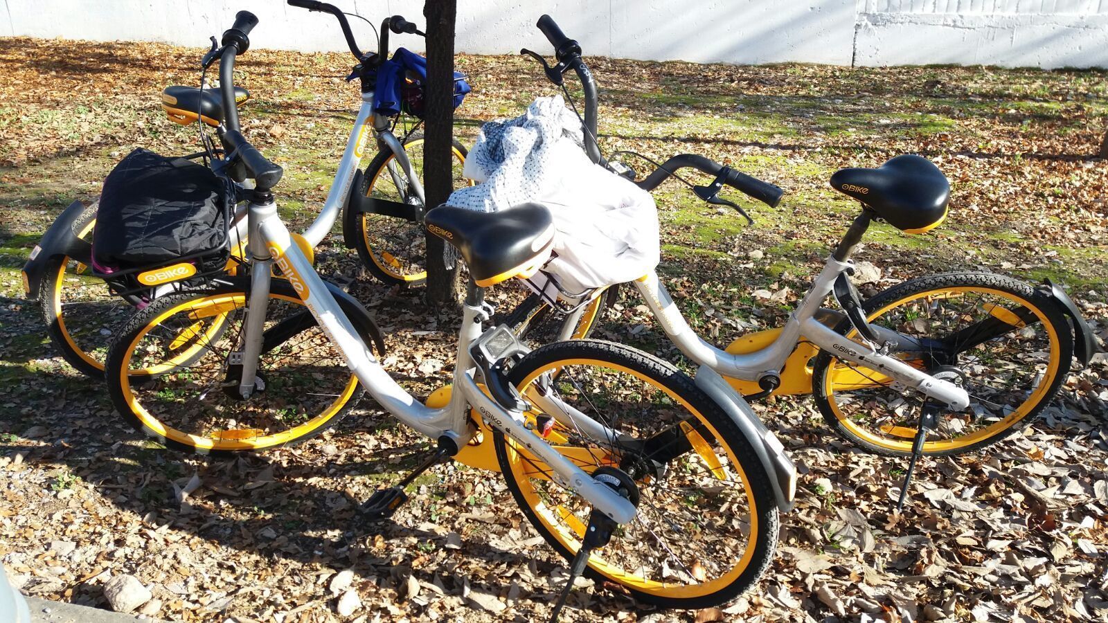 Las bicicletas alquiladas por este grupo de amigas.