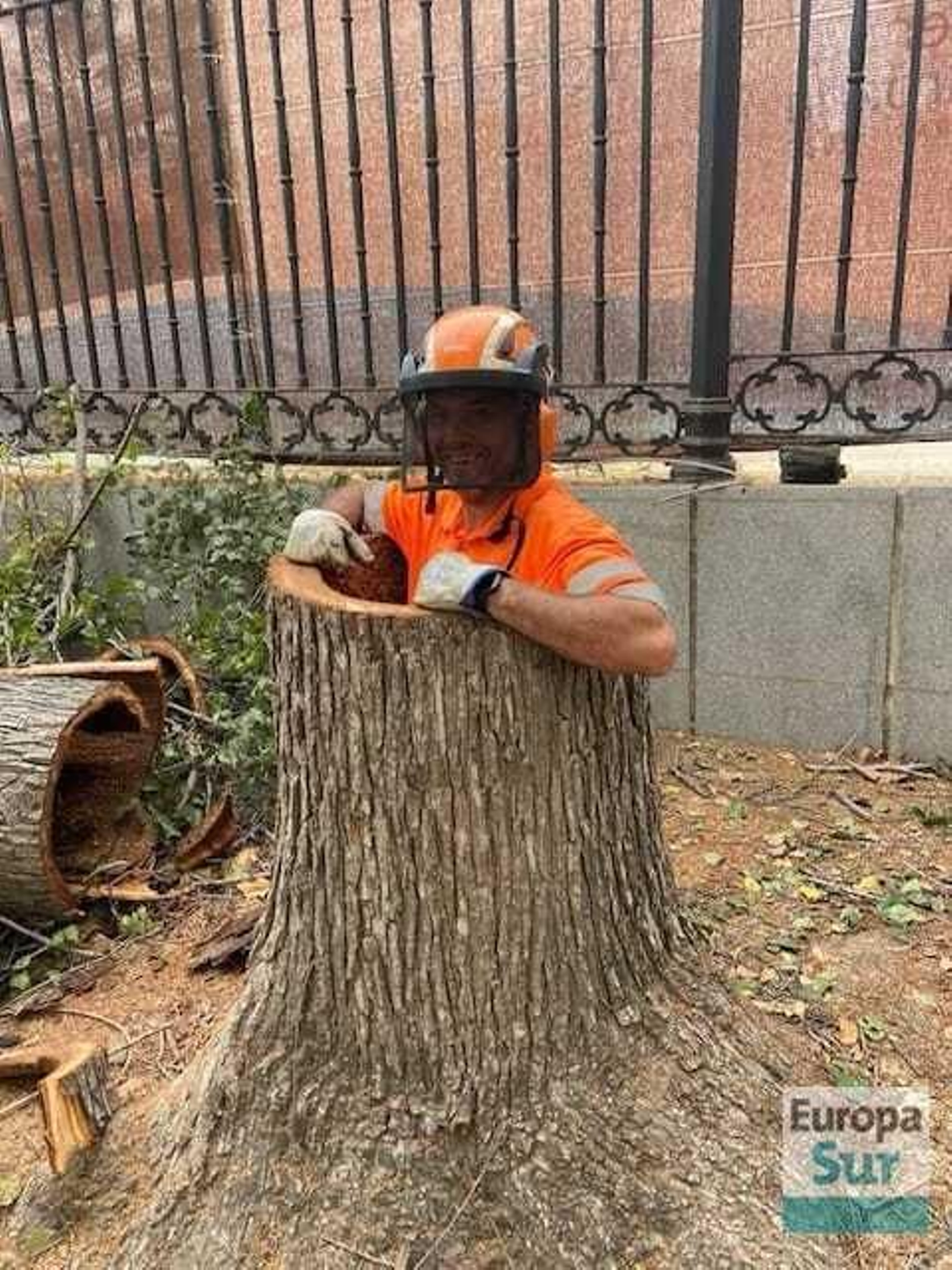 Retirada de los últimos árboles en mal estado en el parque María Cristina