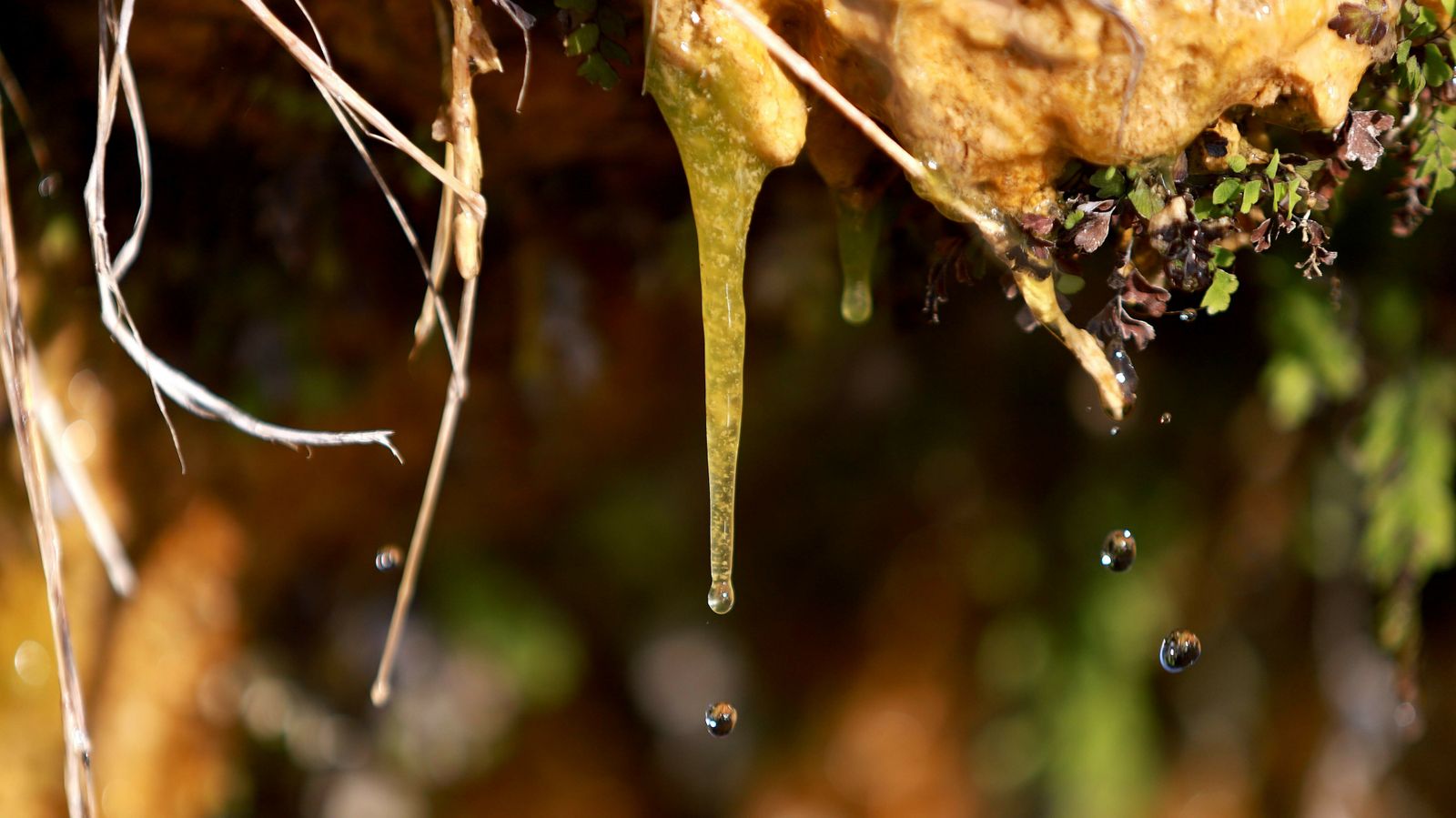Las mejores fotos del sendero de la Colada de la Costa en Algeciras