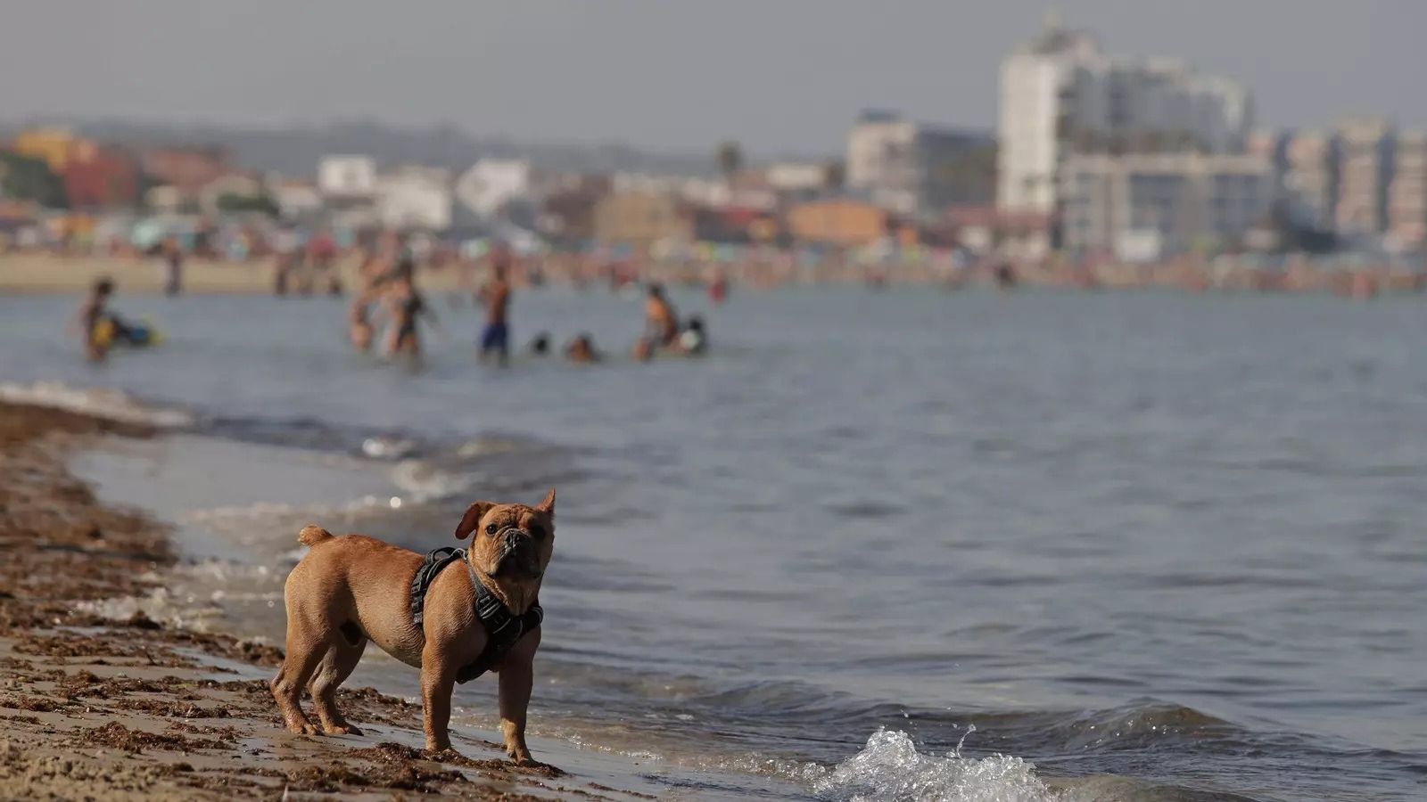 Un perro, en la orilla de la playa algecireña de El Rinconcillo.