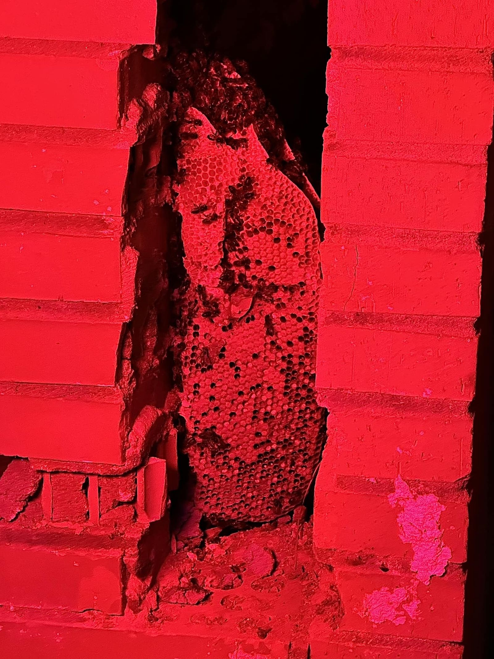 Uno de los panales retirados