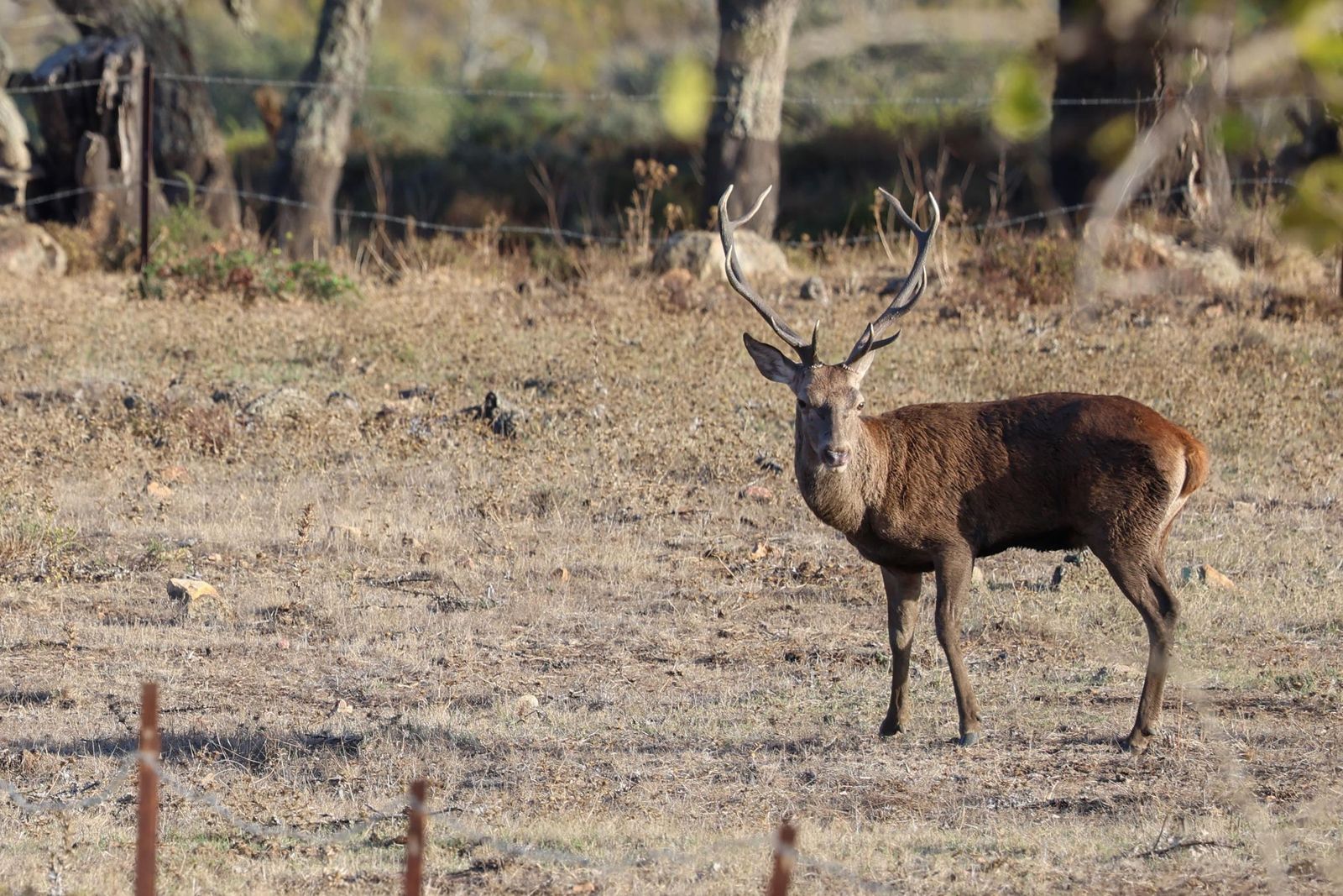 Fotos de la berrea en el Parque natural de Los Alcornocales