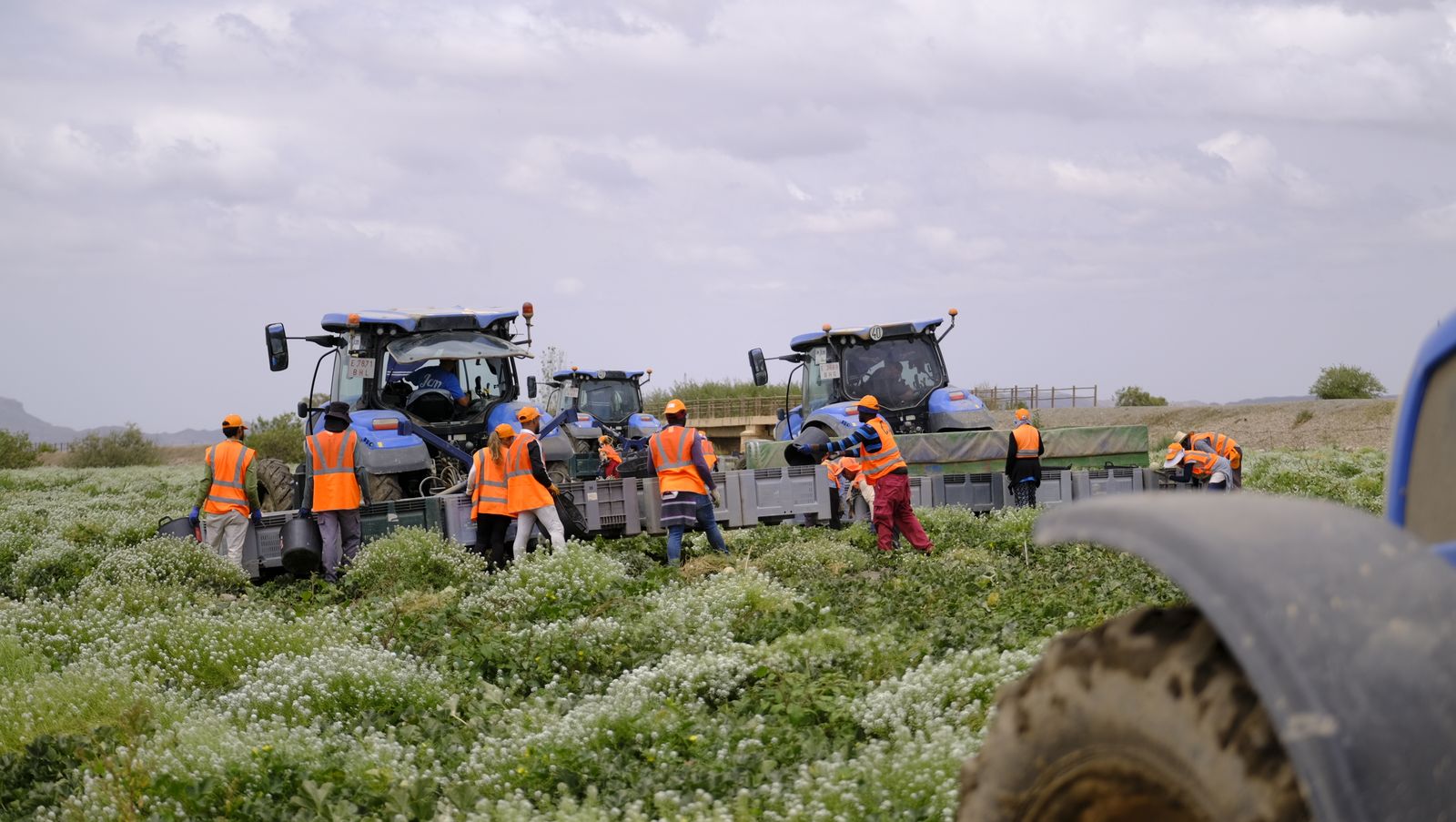 La sandía y el melón de Huércal Overa, manjares en imágenes