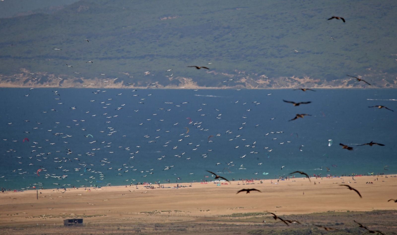 La ensenada de Bolonia llena de aves.