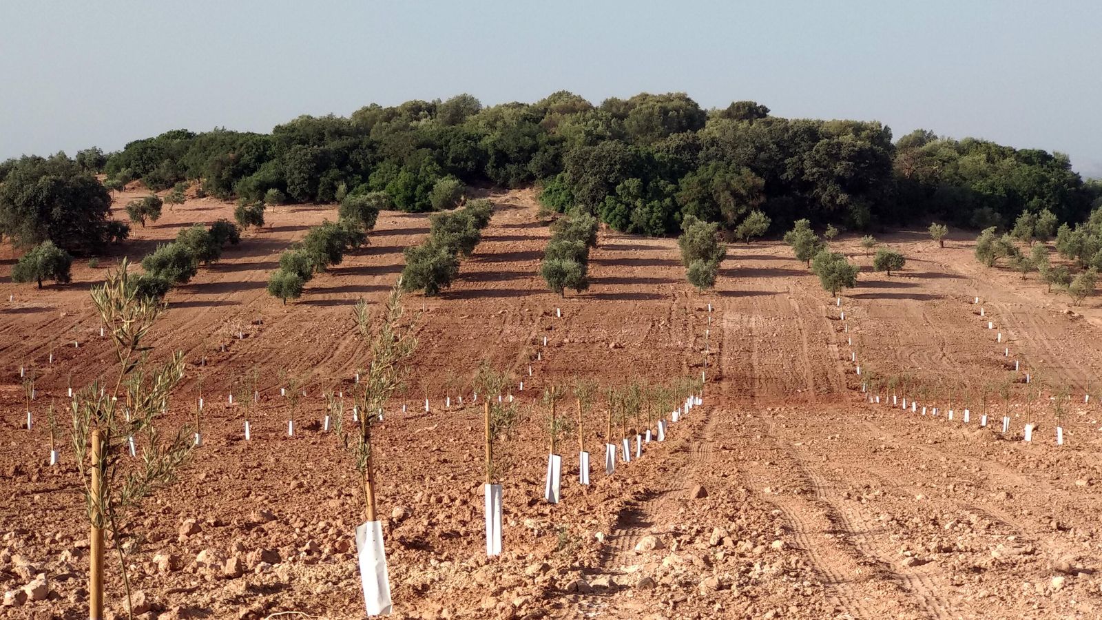 El camino atraviesa zonas de diferentes cultivos. El camino atraviesa zonas de diferentes cultivos.