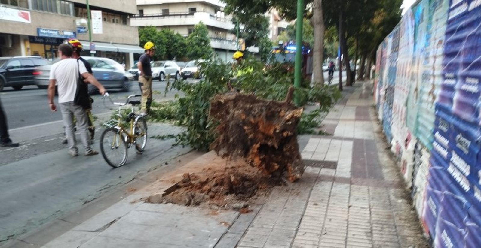 El árbol, tras su caída en la avenida Menéndez Pelayo