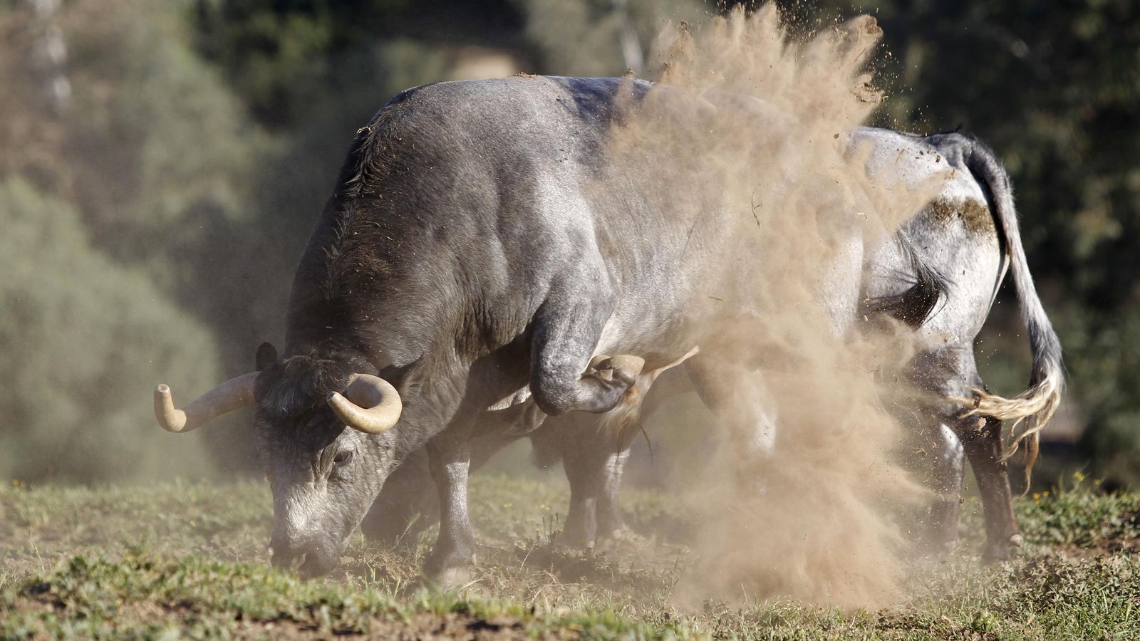 Los bonitos toros de La Quinta en la finca Fuen La Higuera, en Palma del Río.