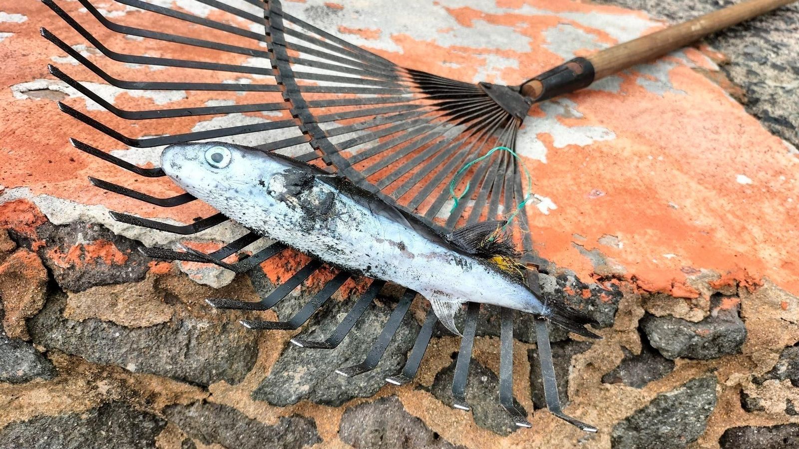Pez  globo  en la playa de Las Canteras, en Las Palmas de Gran Canarias.
