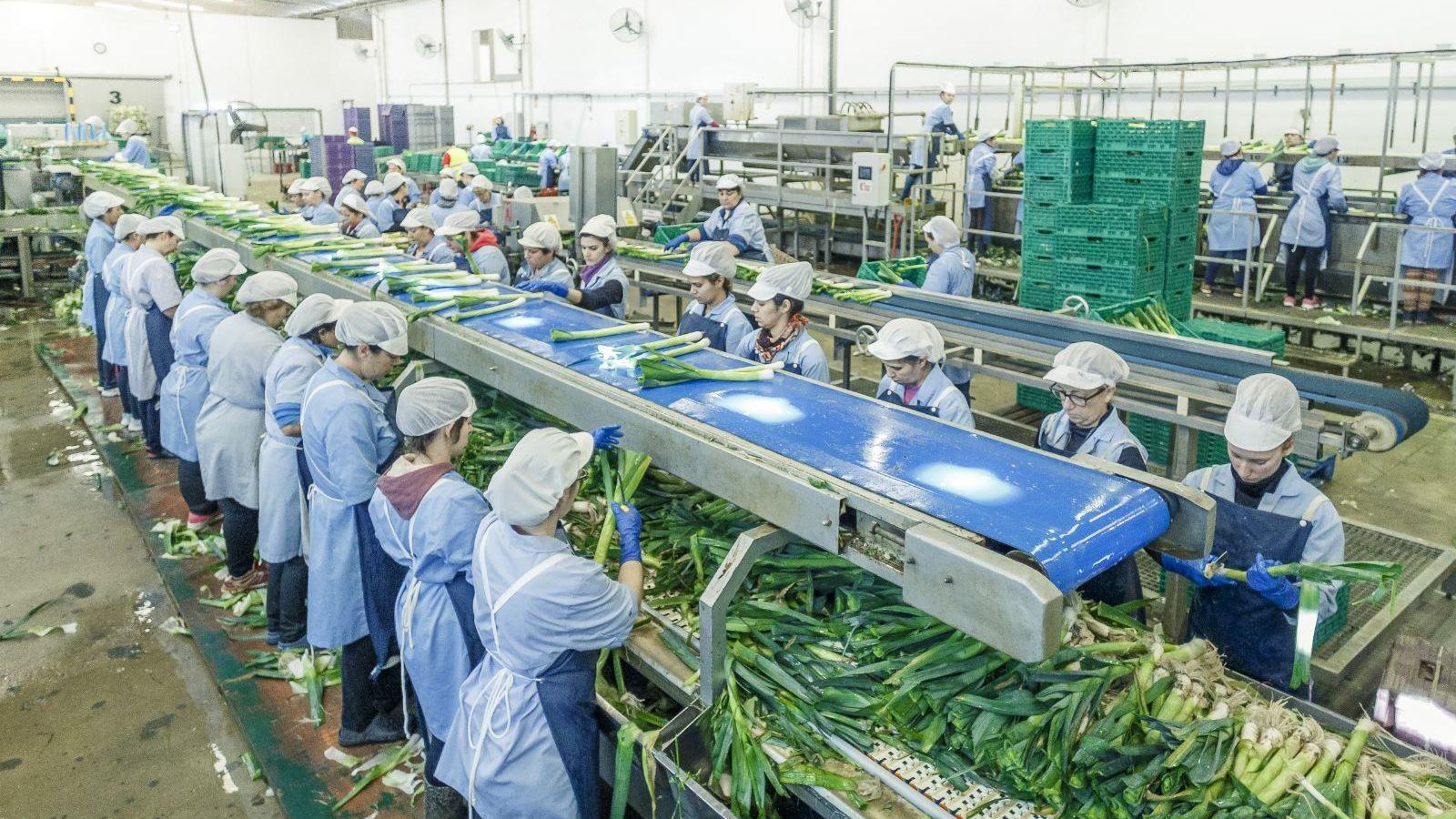 Planta hortícola de Las Lomas procesando puerros.