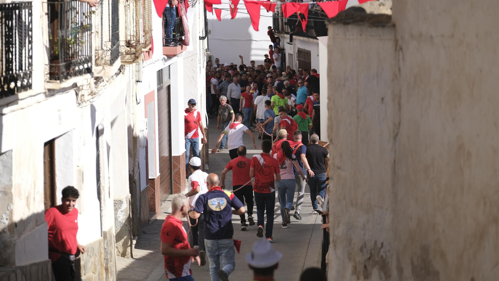 Imágenes de los toros ensogaos y San Marcos, en las Fiestas de Ohanes