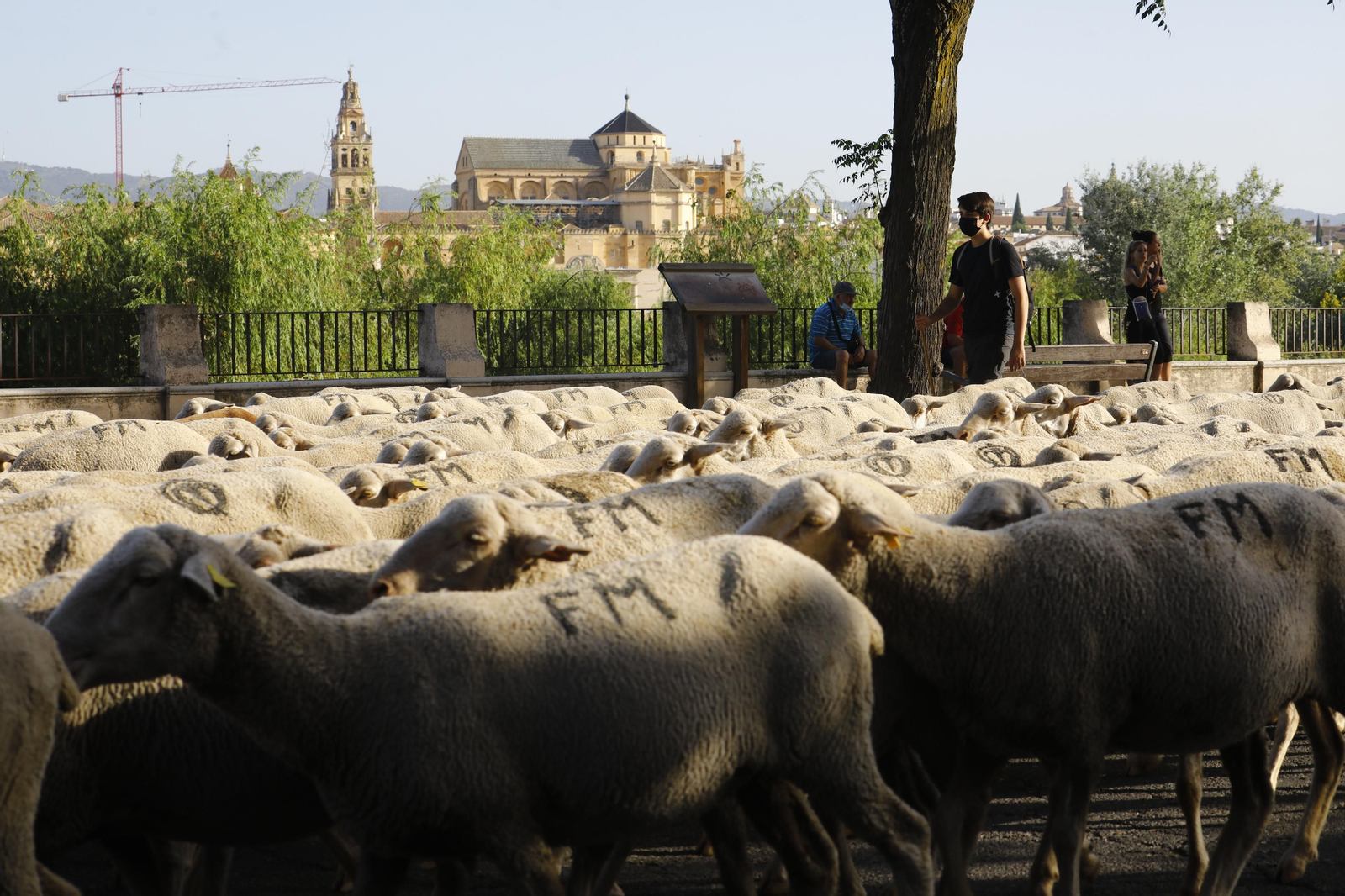 El paso de las ovejas de la ganadería Las Albaidas por Cordoba, en imágenes