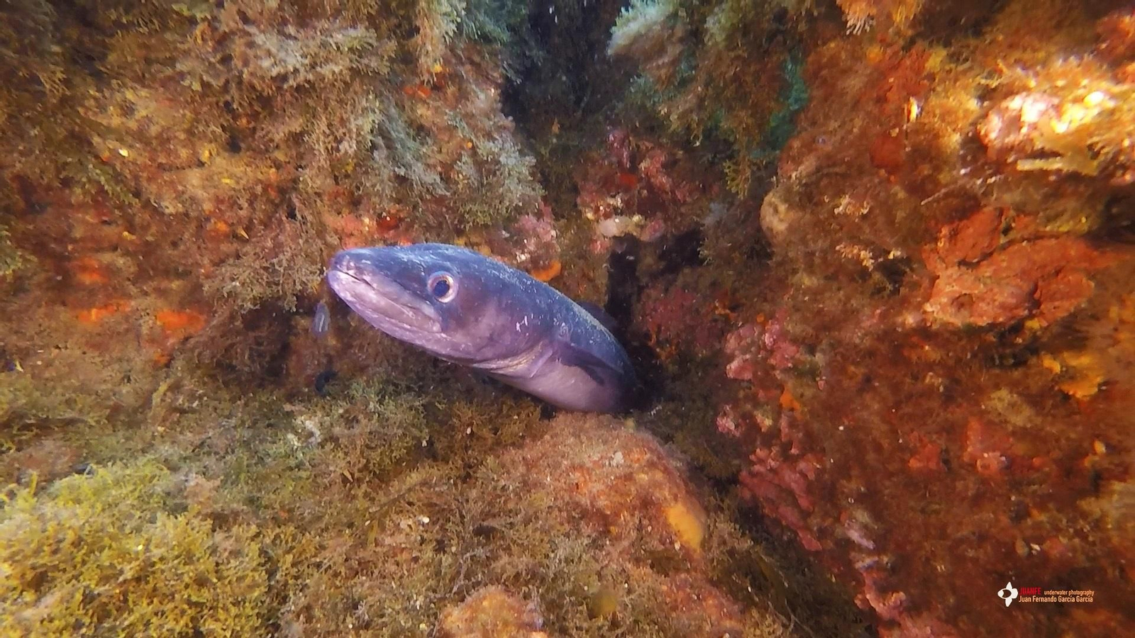 Congrio asomado en su escondite.