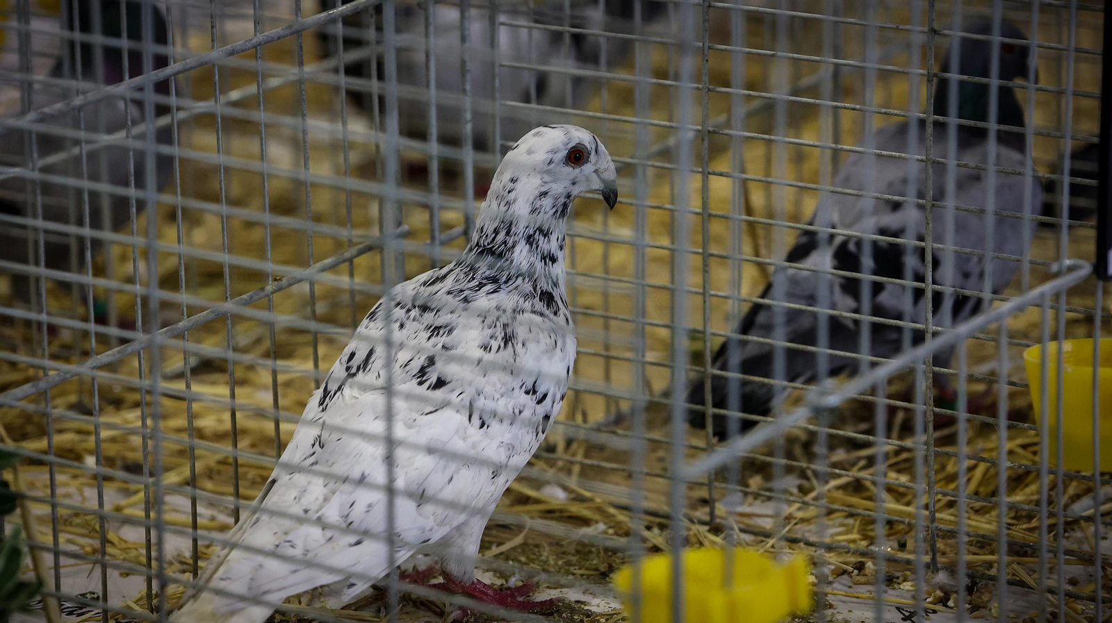 Comienza la feria de la ganadería y la agricultura en IFECA