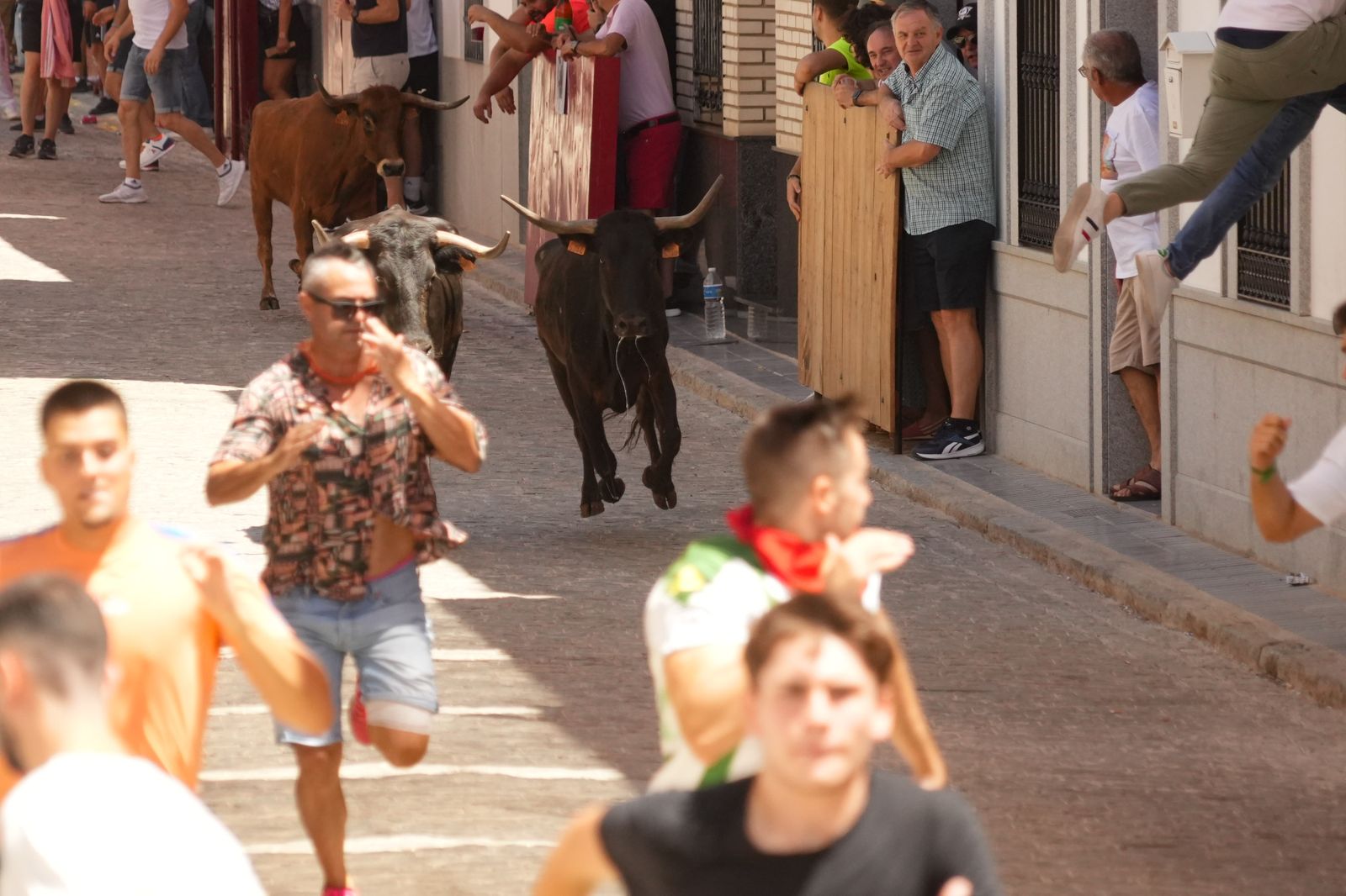 El encierro de vaquillas por Santa Ana El Viso, en imágenes