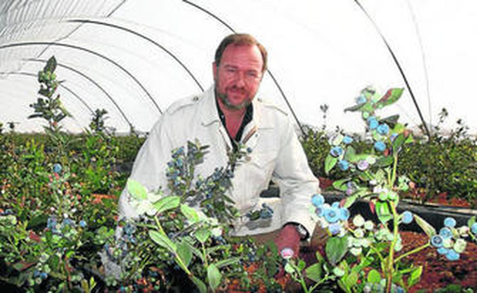 José Luis García-Palacios, junto a cultivos de arándanos de la variedad Snow-Chaser, ahora en recolección.