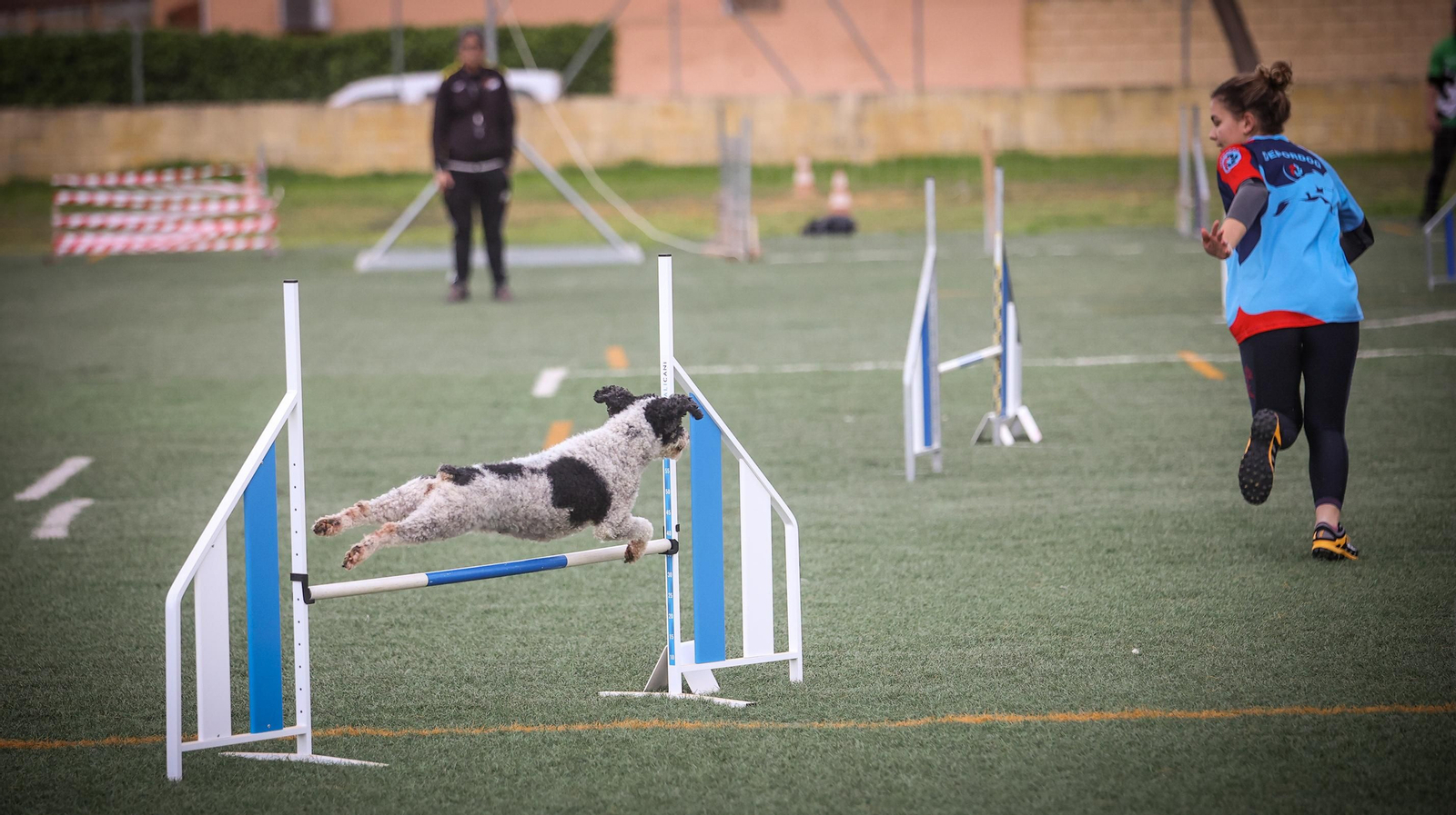 Habilidad canina en la prueba puntuable para el Campeonato de España de 'Agility' celebrado en Jerez Espectaculares las pruebas de disciplina canina puntuables para el Campeonato de España de Agility