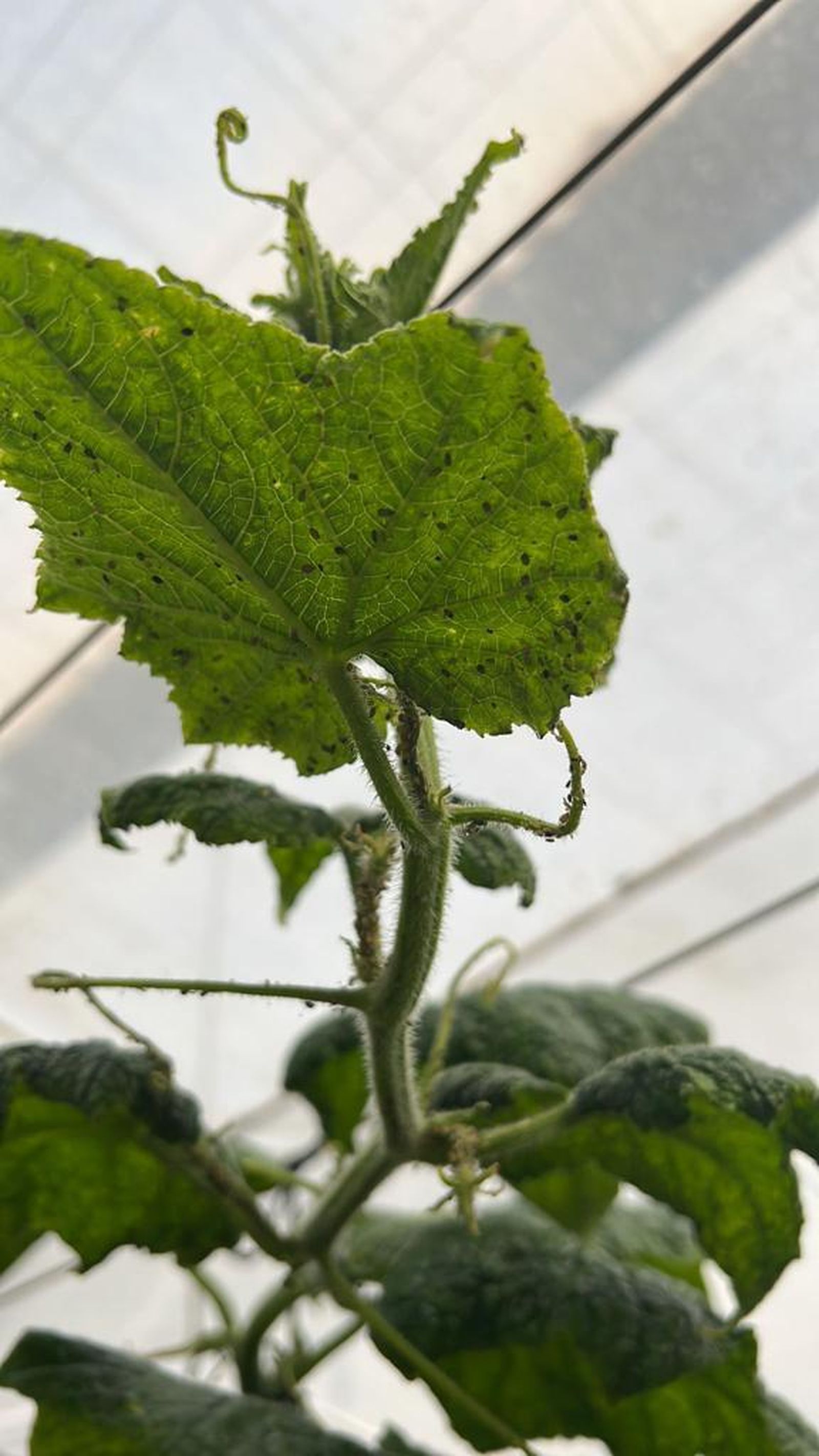 Una planta, infectada.