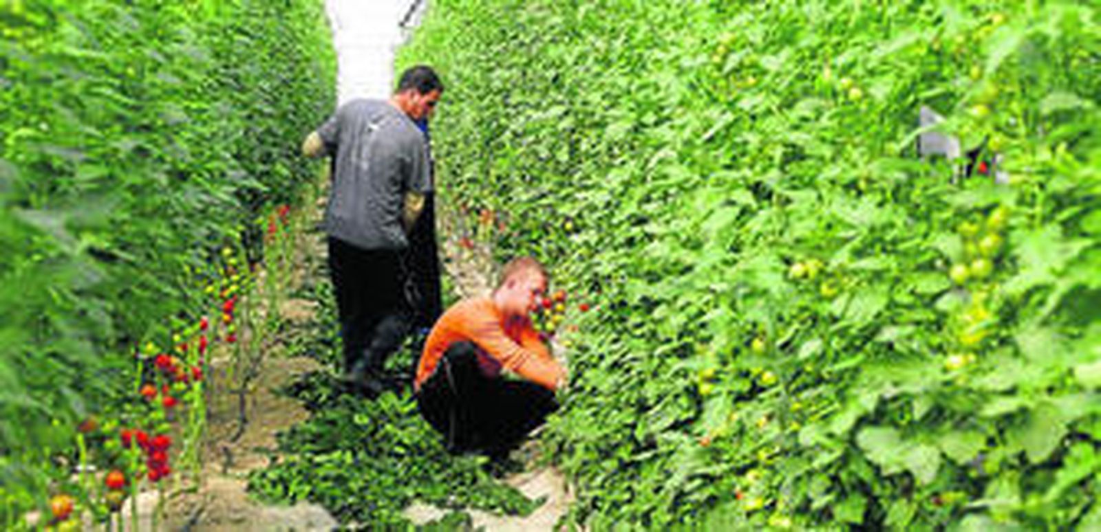 Repunta el interés por el invernadero como negocio