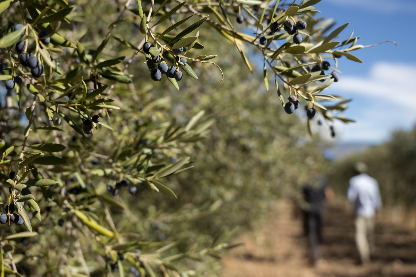 Las imágenes de la campaña recogida de acetuna en Fiñana