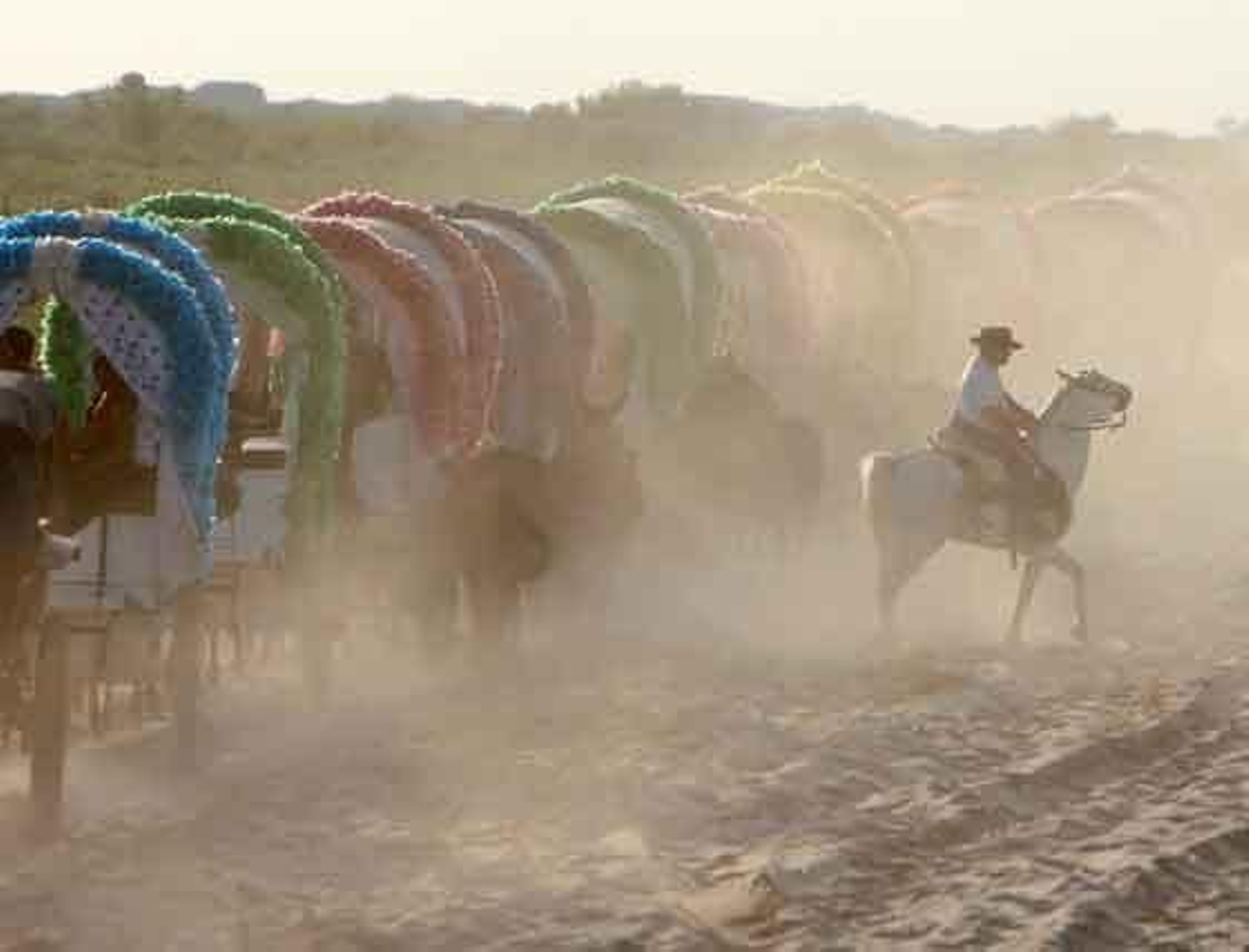 La polvareda apenas permite vislumbrar a un jinete que cabalga junto a las carretas.

Foto: Juan Carlos Toro