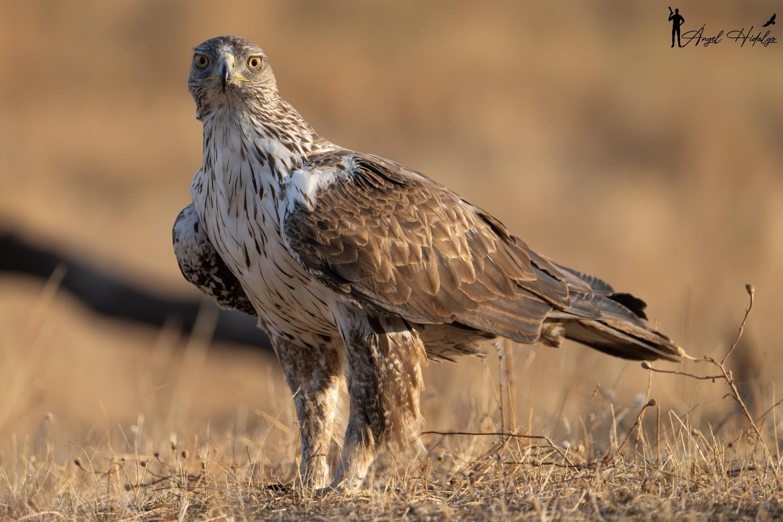 Ángel Hidalgo, el fotógrafo que inmortalizó al lince blanco Satureja: