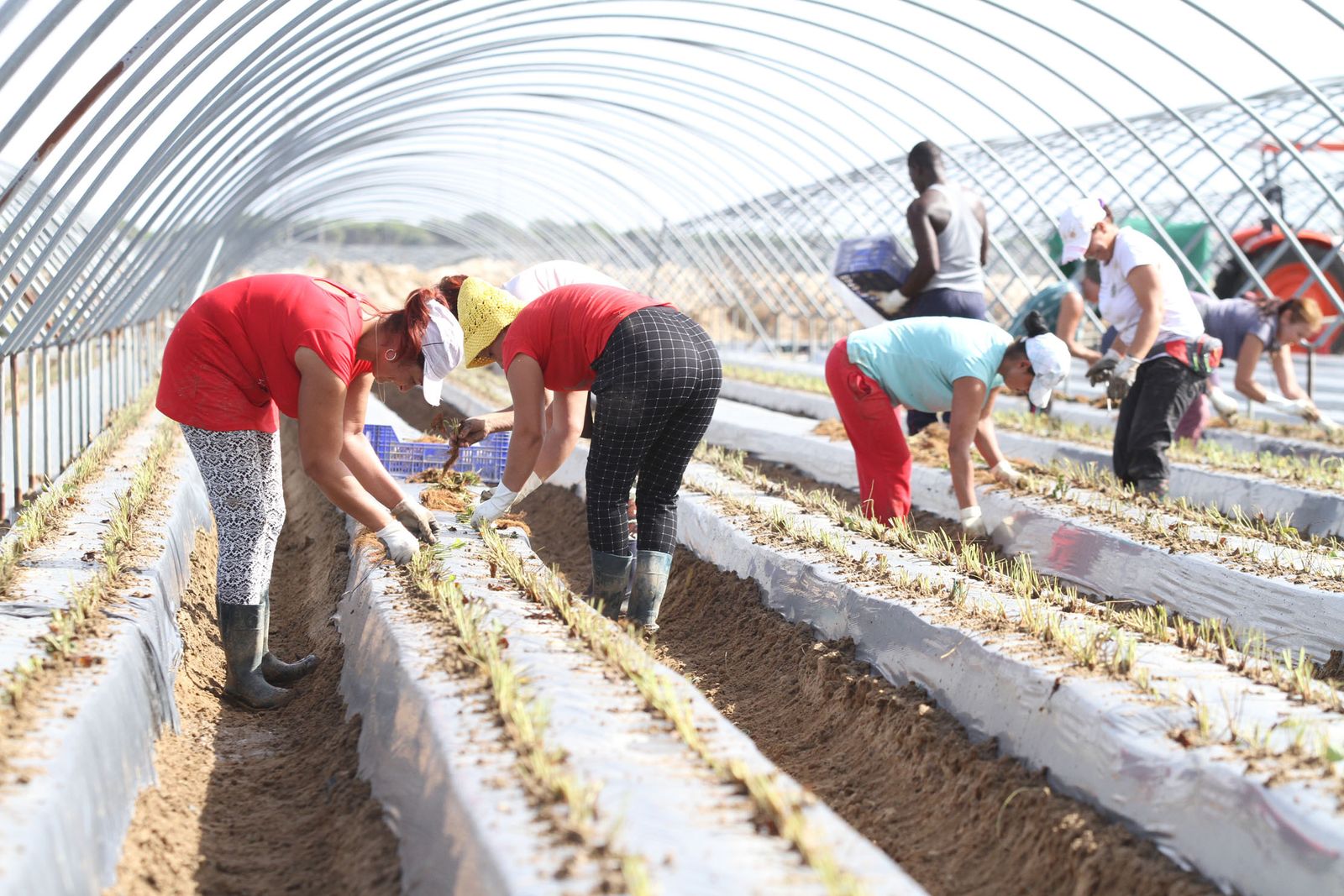 Plantación de fresas en Palos de la Frontera.