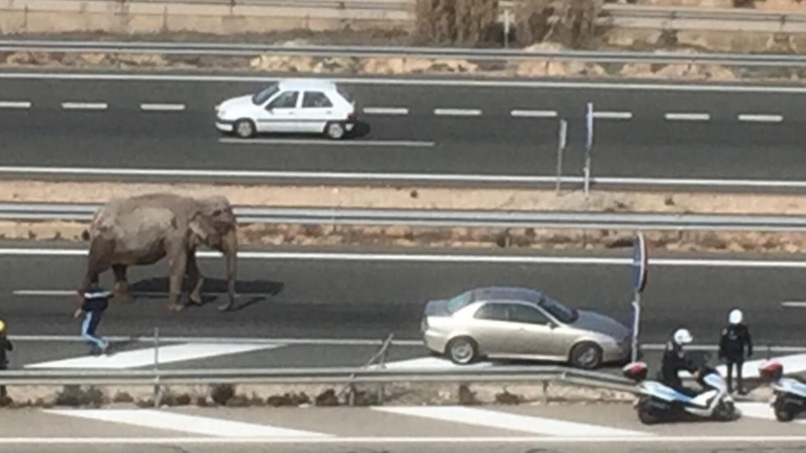 Varios elefantes cortan la A-30 tras un accidente del camión que los transportaba.